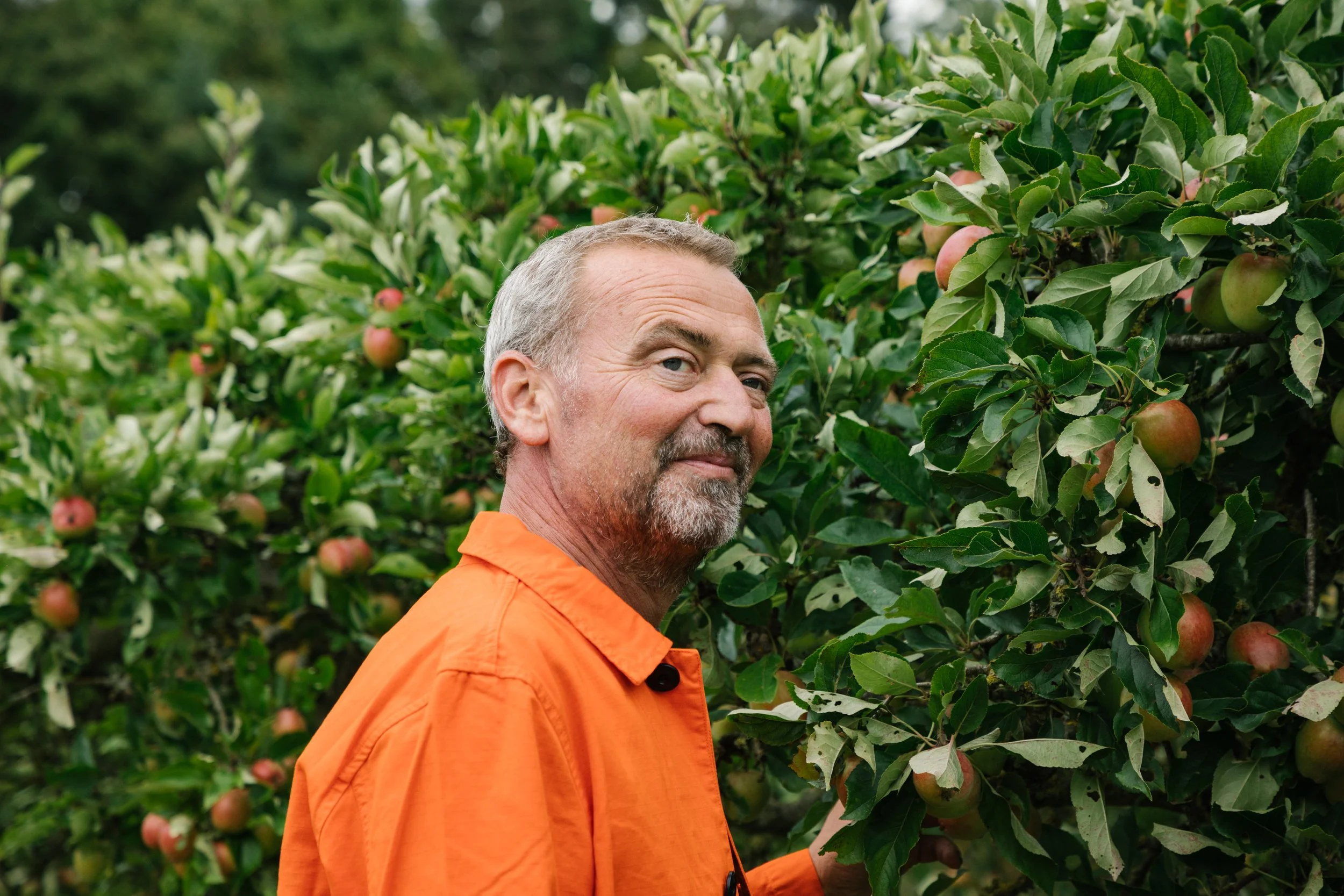 A man with gray hair and a beard wearing an orange shirt standing among apple trees with ripe apples.