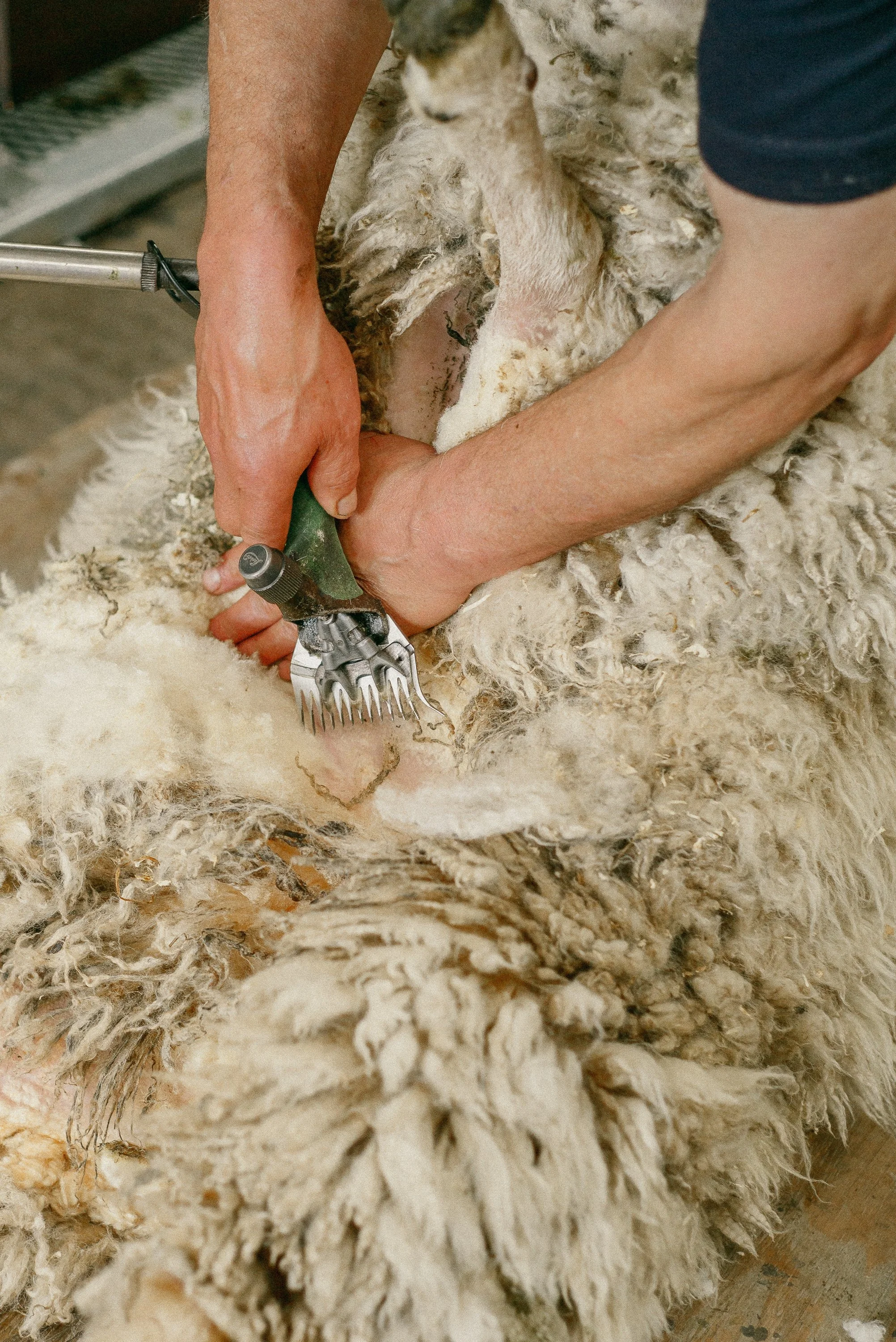 Person shearing sheep with electric clippers.