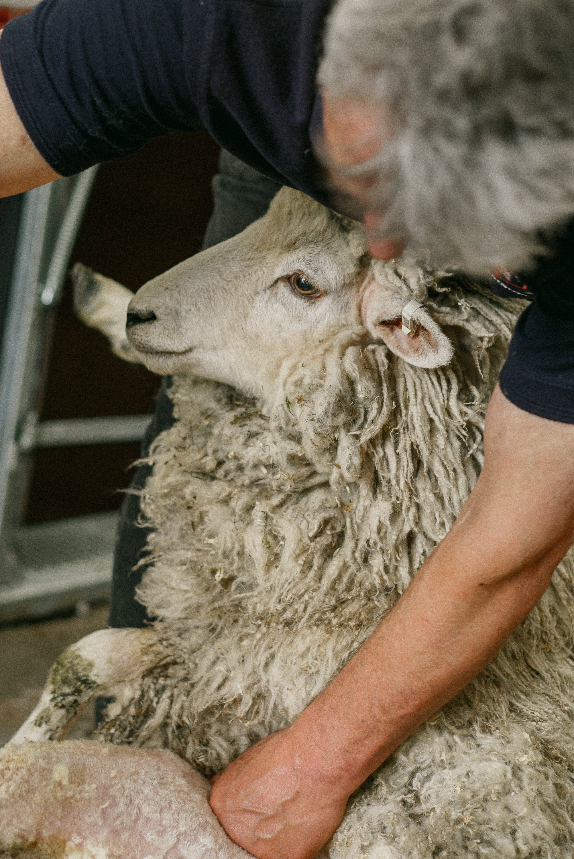 A person shearing a sheep, with the sheep lying down and the person's arms visible, holding the sheep's head and body as the wool is being removed.
