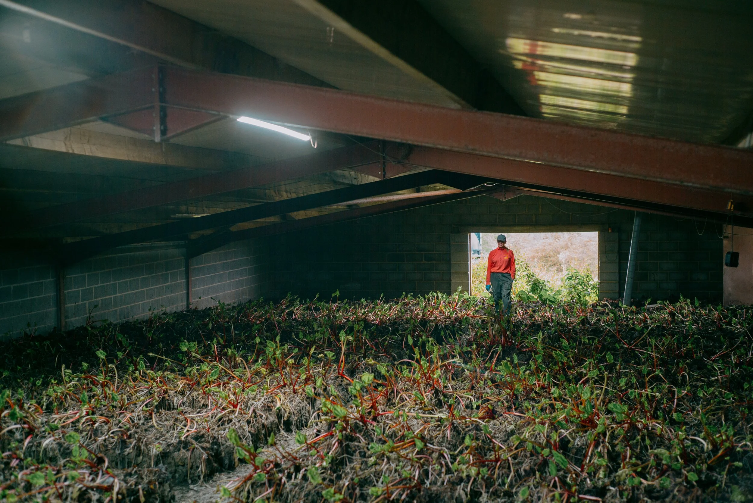 Rhubarb Triangle for Financial Times