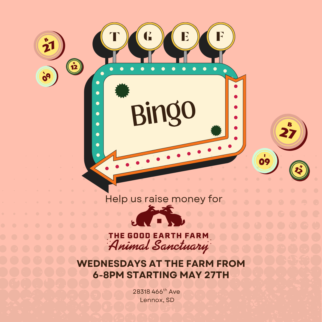 BINGO 
