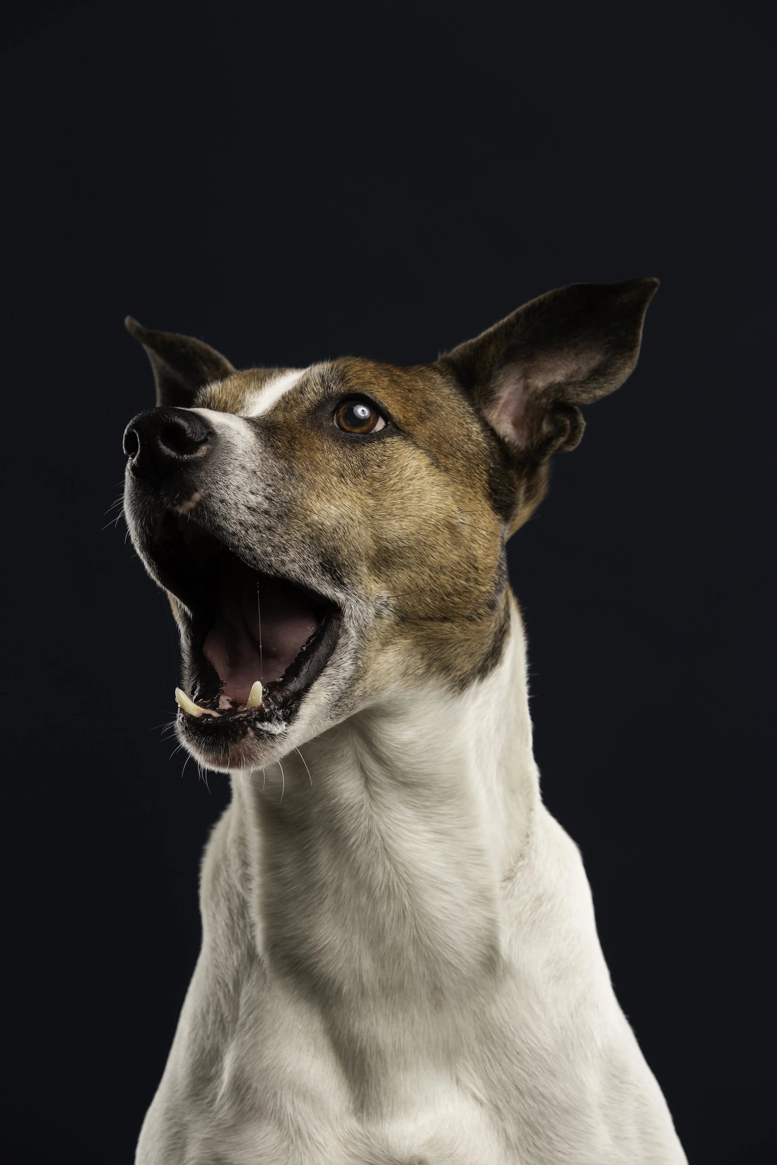 Silviu Alexandra Pet Portraits