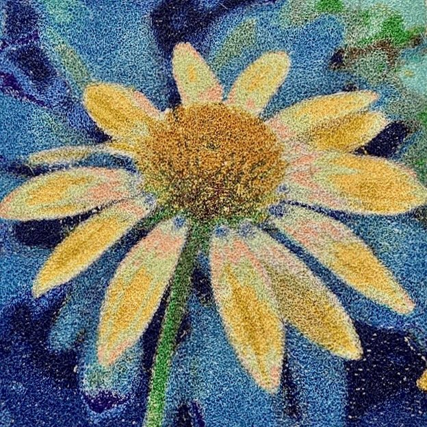 Multi Color Coneflower