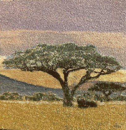 African Acacia Tree