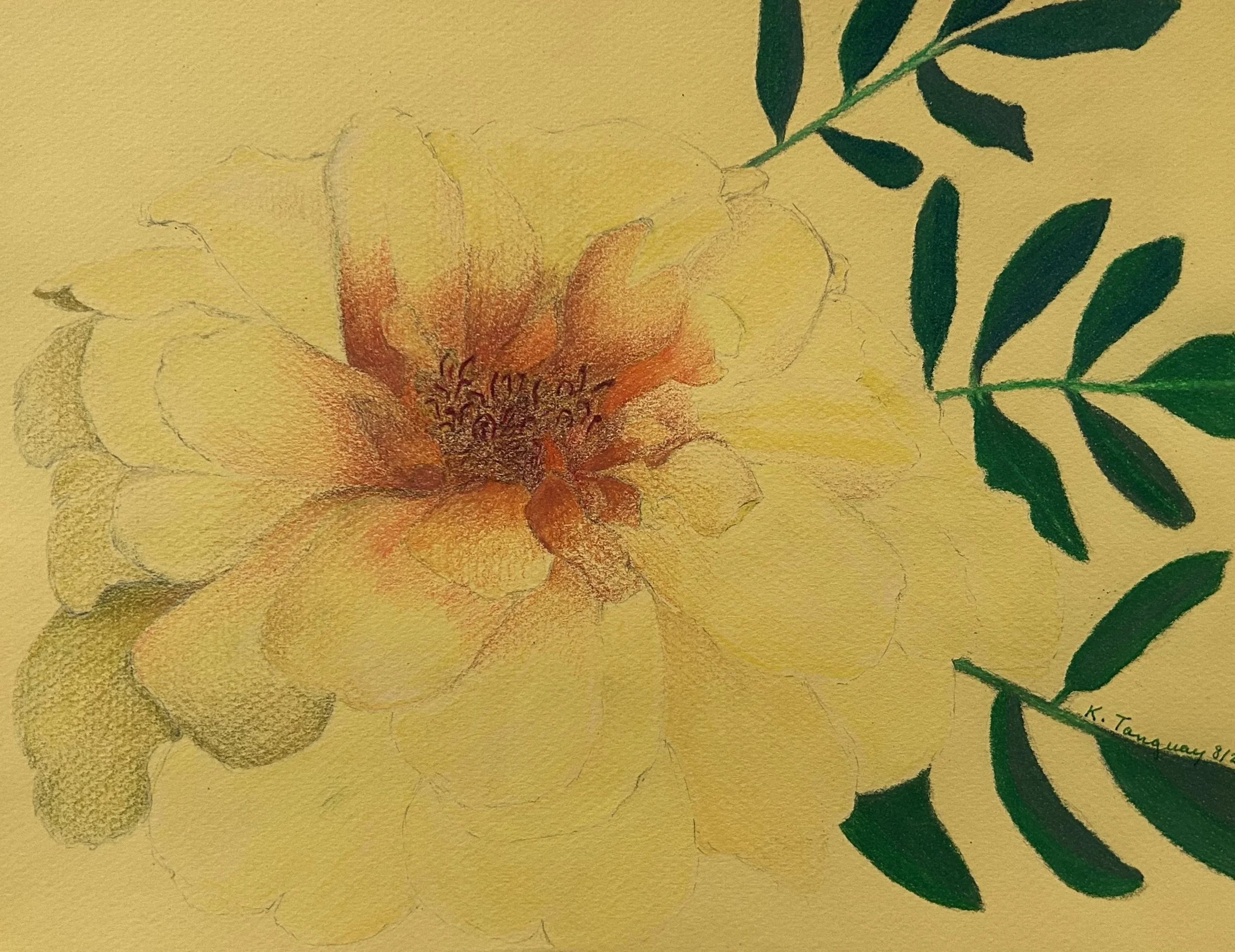 “Smiling Marigold”, Colored Pencil on Colored Paper, 11” x 8.5”, 2025