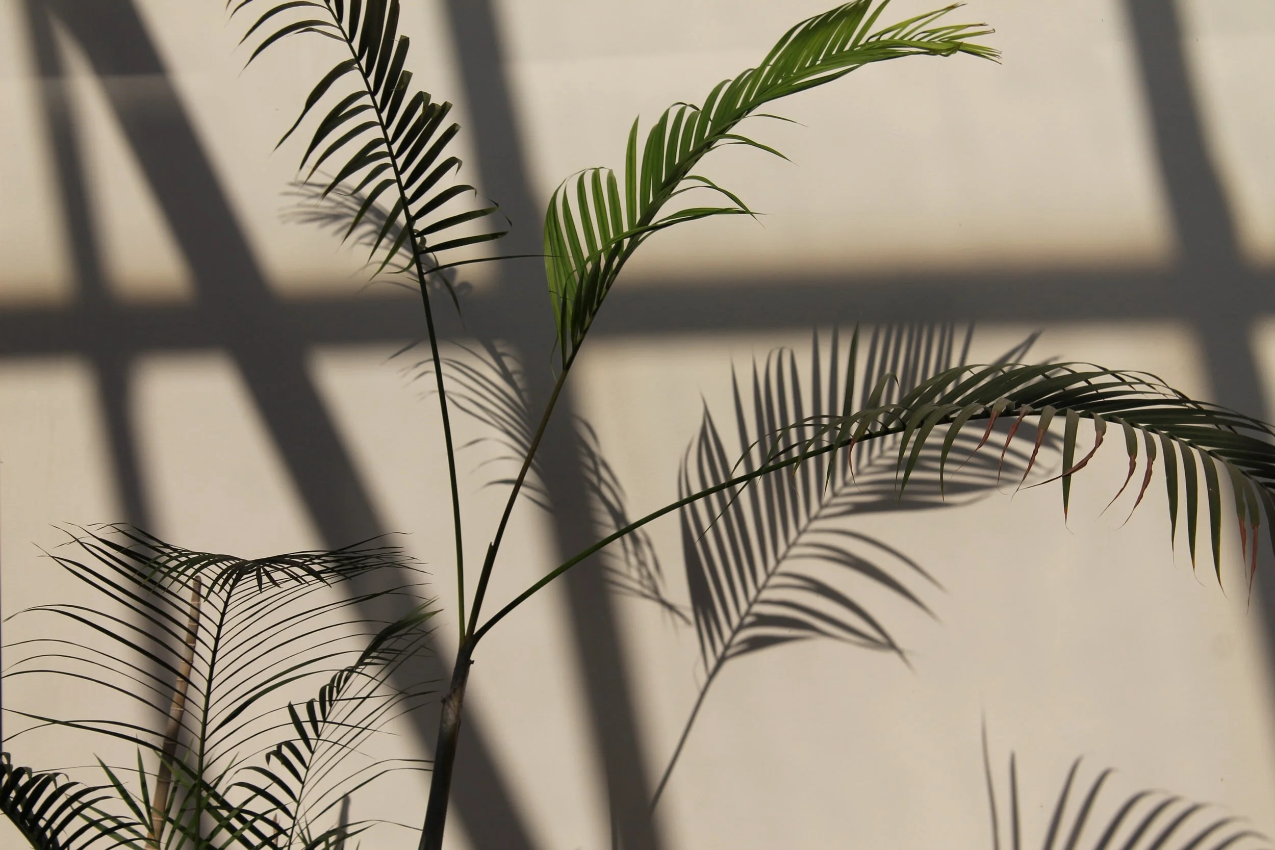 Shadow Work: When Your Un-lived Life Looms