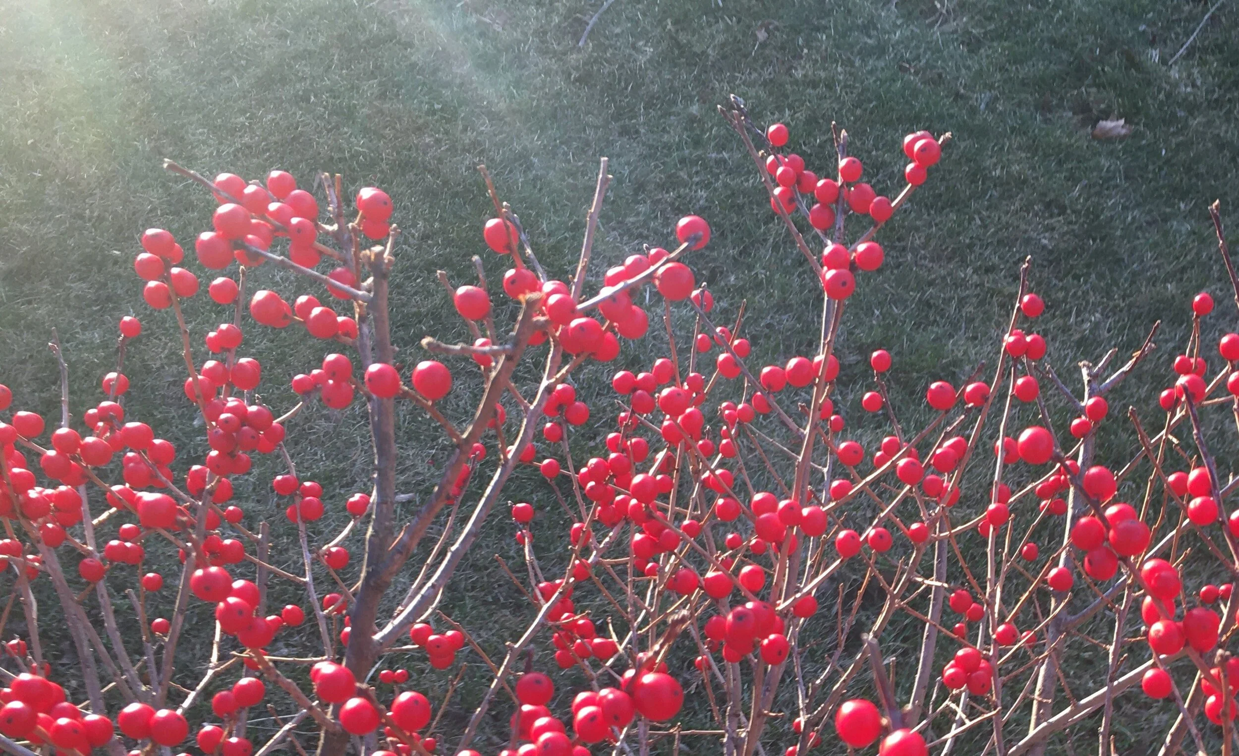 Bloodberries.jpg