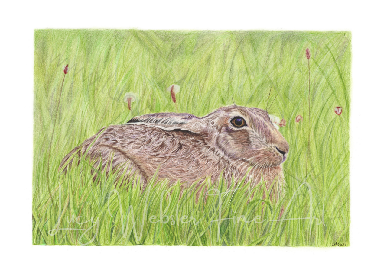 'Meadow Hare'