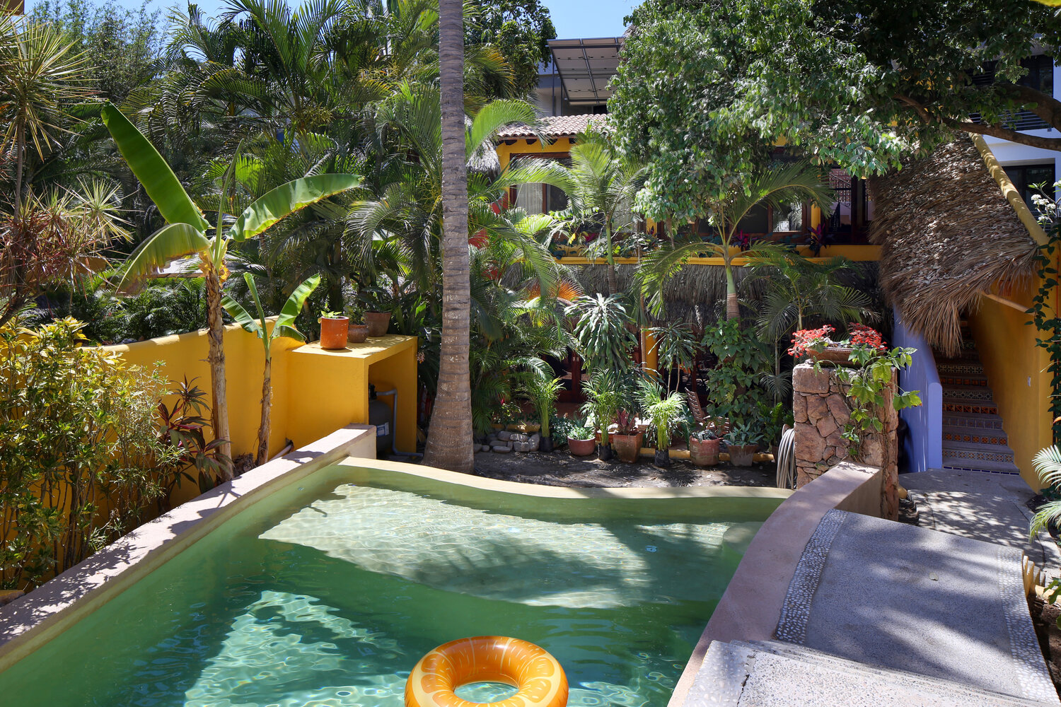 The locals at Casa Duende Vista - Picture of Casa Duende Vista, Sayulita -  Tripadvisor