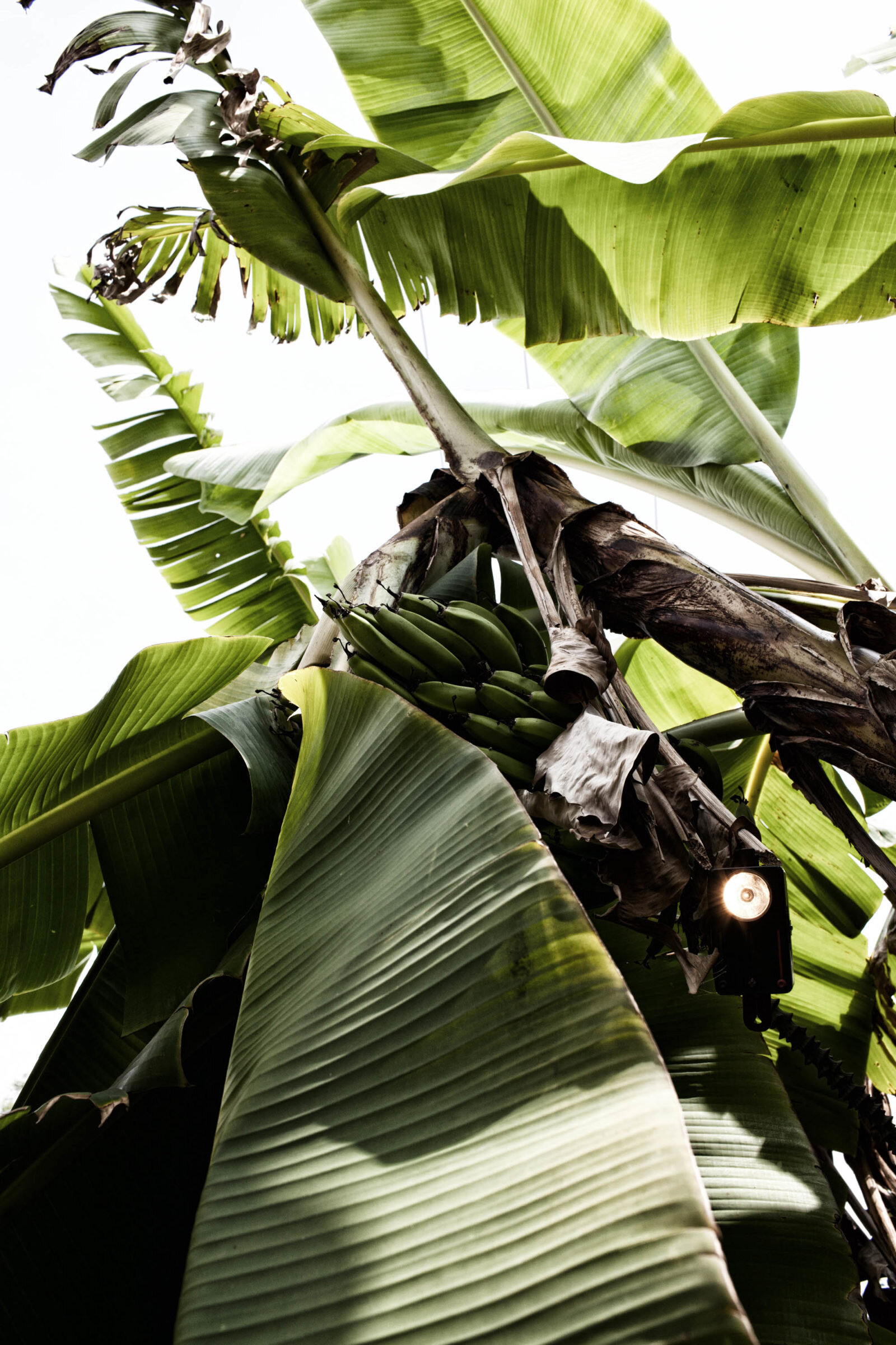  The Mau Mau used torches in banana trees to signal their presence.&nbsp;    