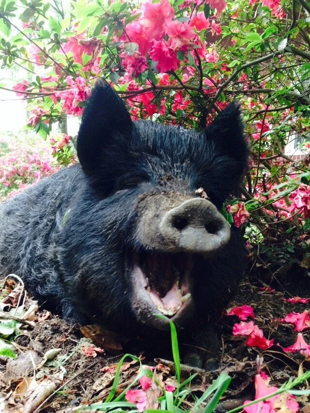 To Kill a Pig/Shaped by the Harvest