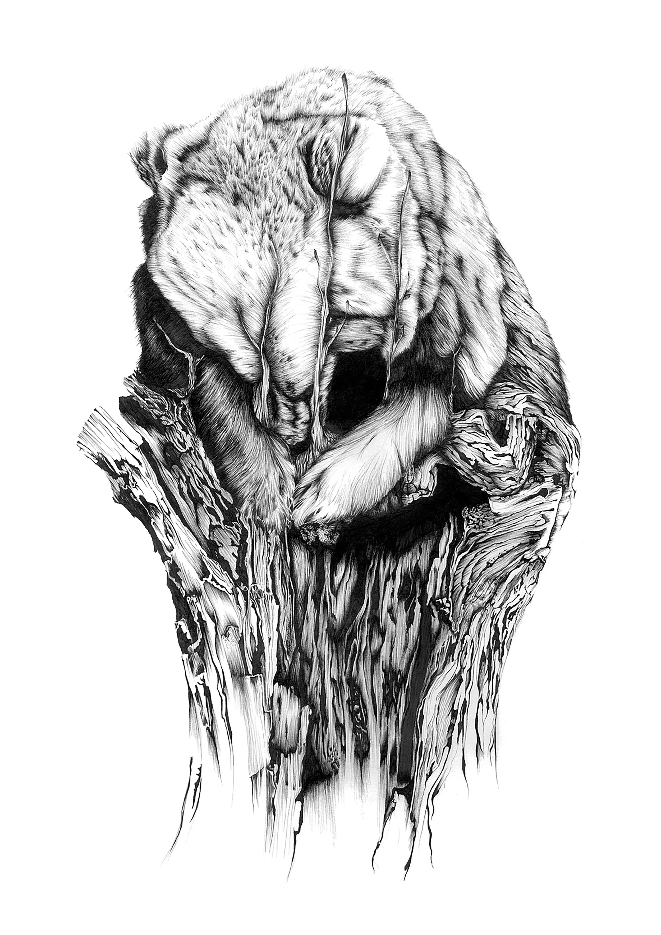 1BearTree.jpg
