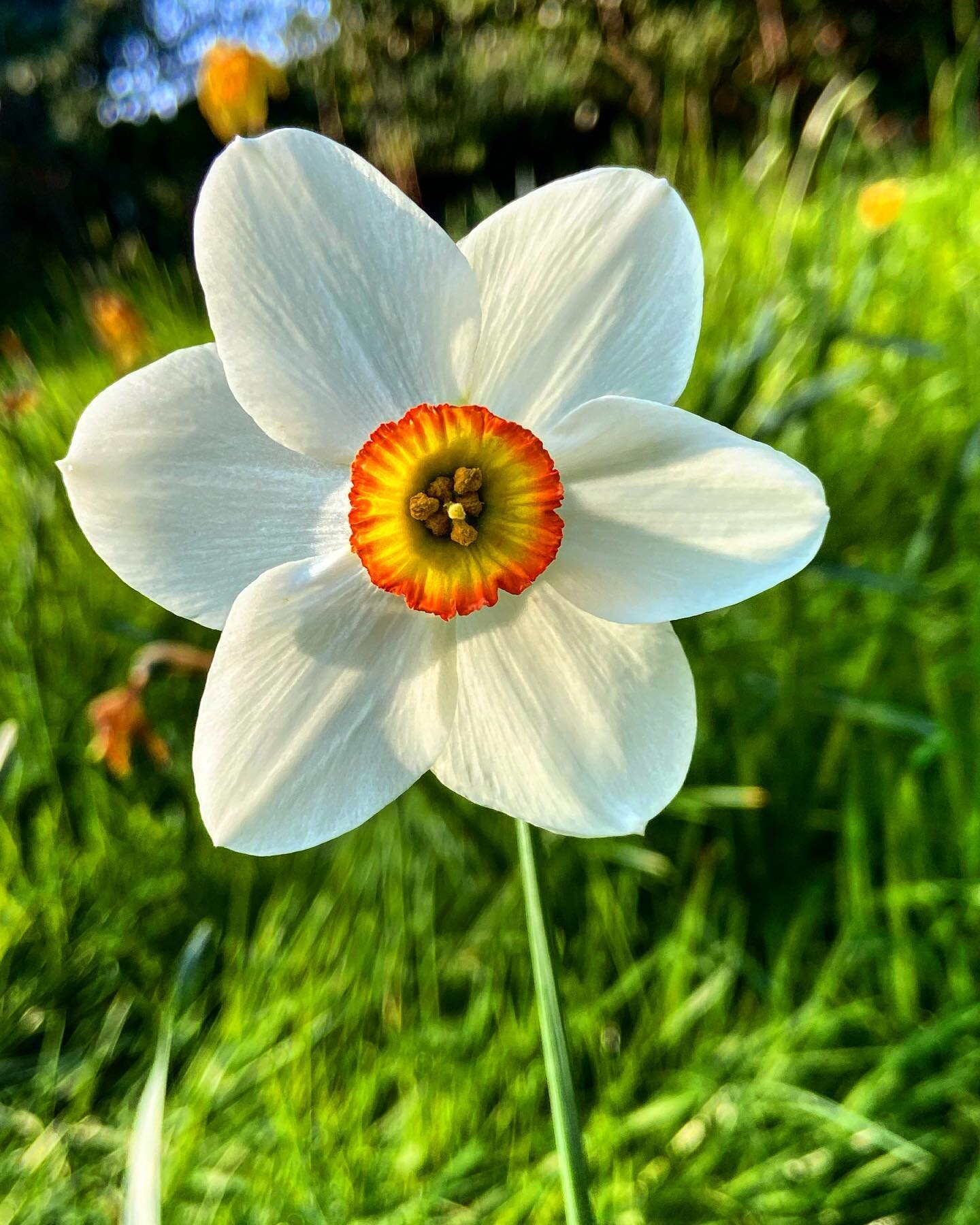 #aflowerforyou 
My child took this picture ❤️