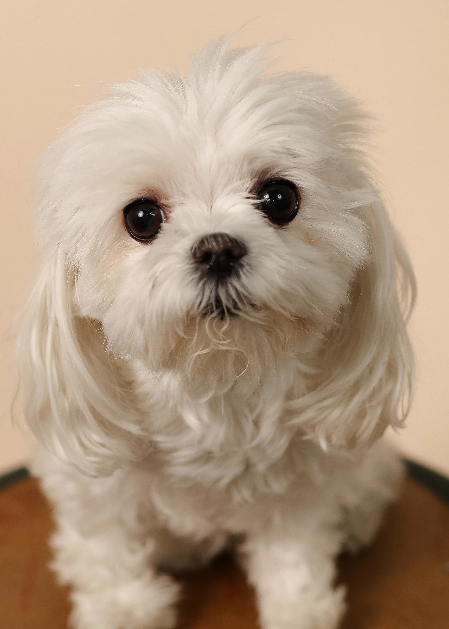 dog on stool yearbook photo