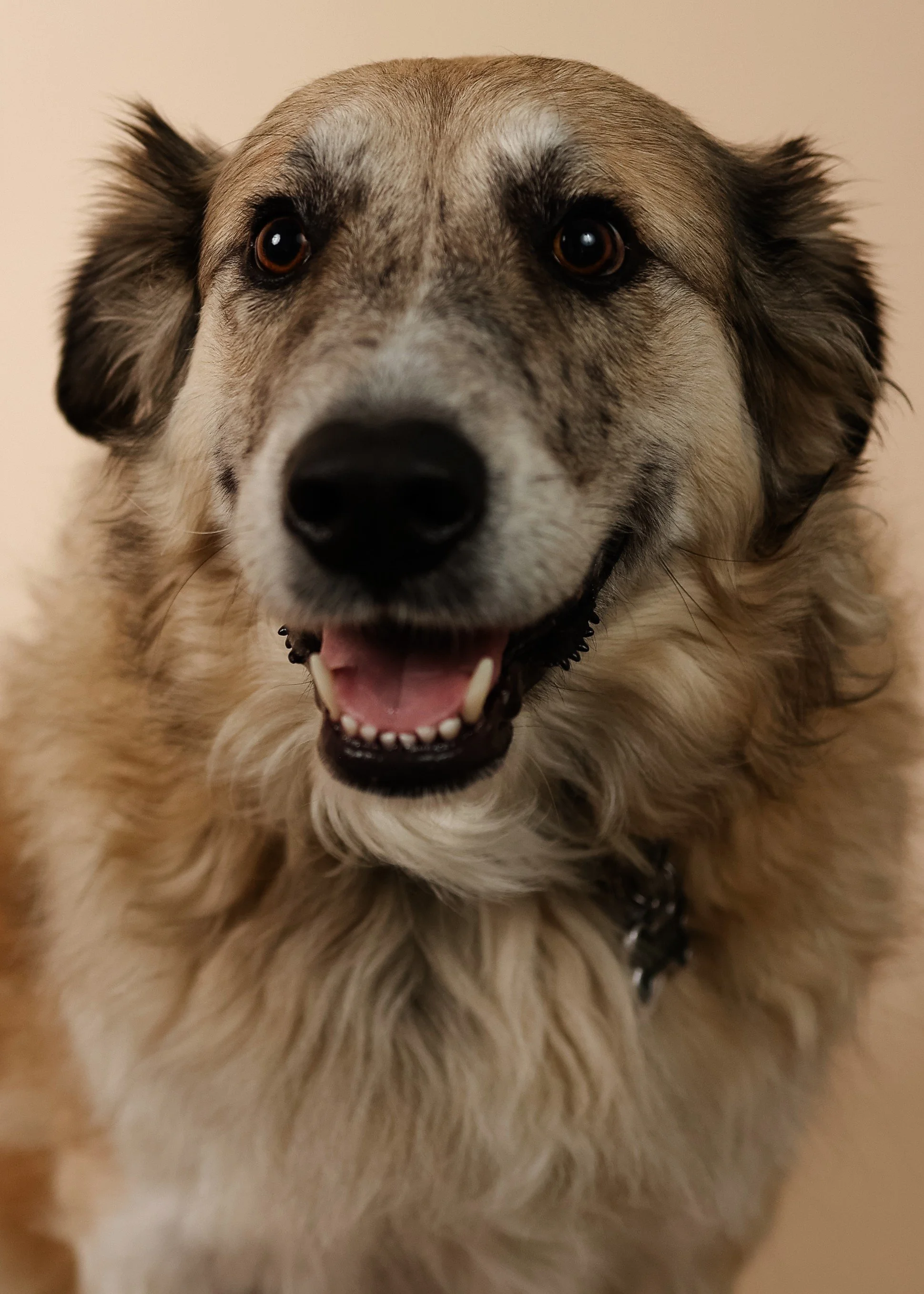 German shepherd close up studio