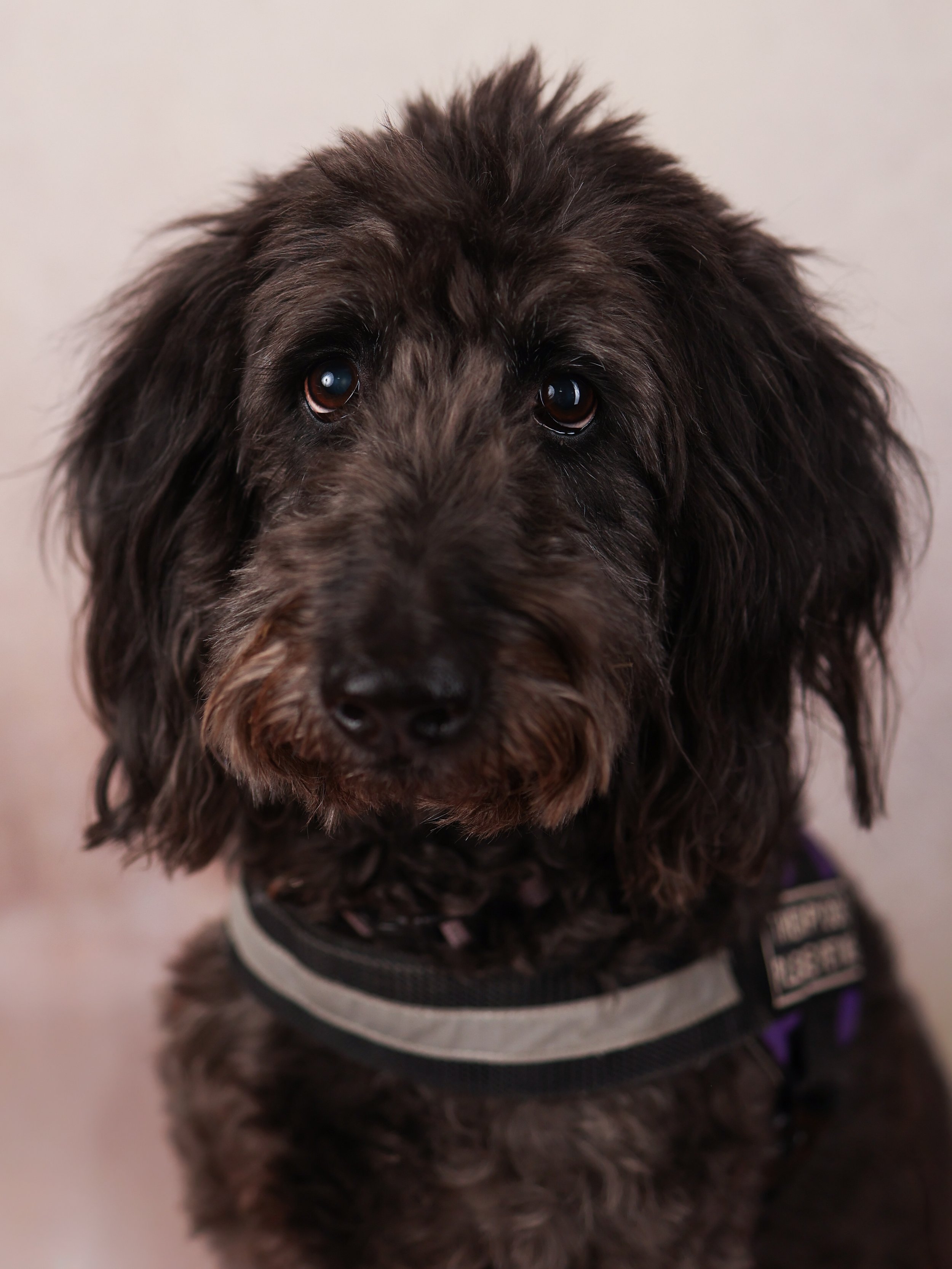 dog yearbook photo studio style
