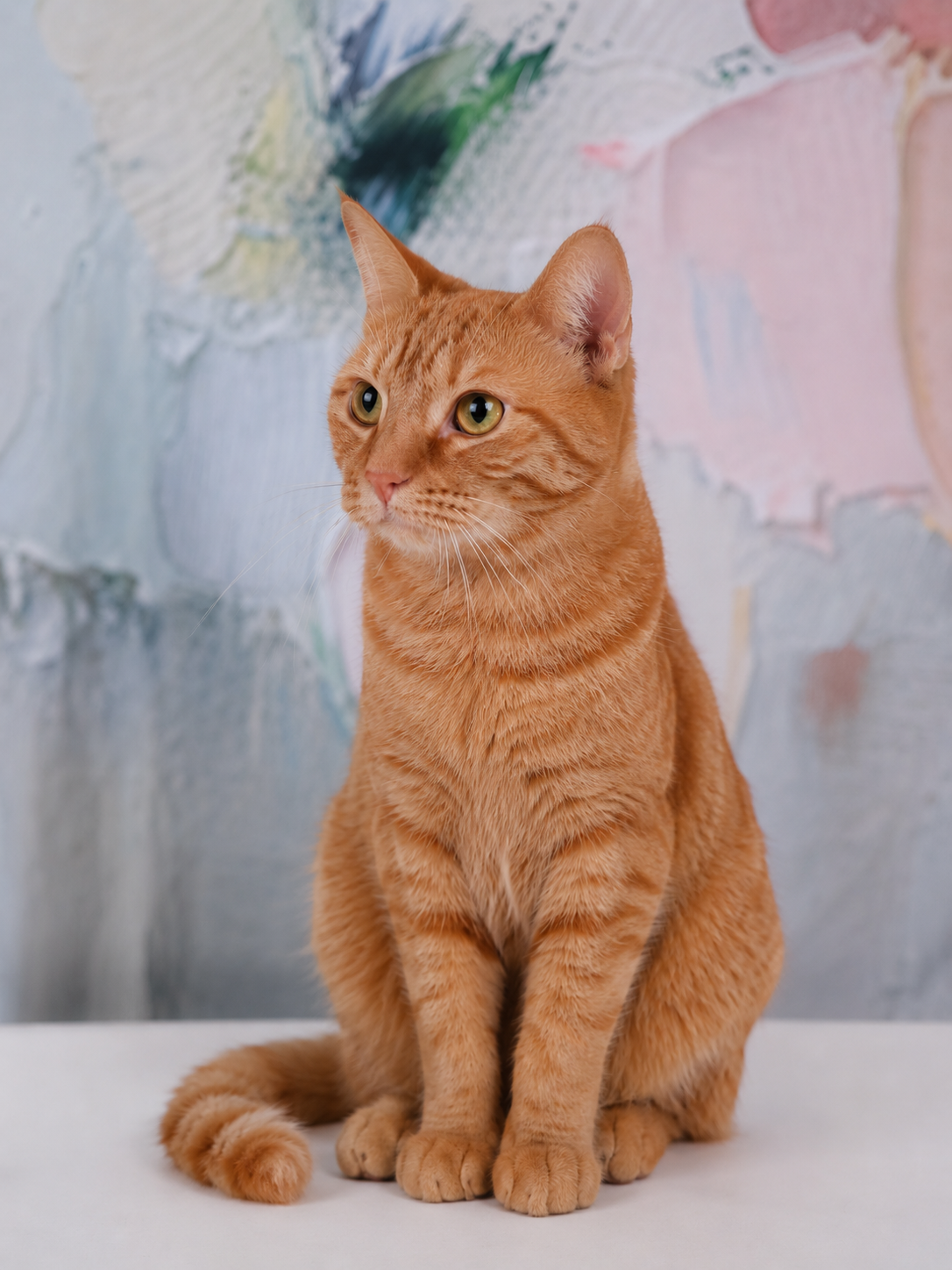 orange cat studio.png