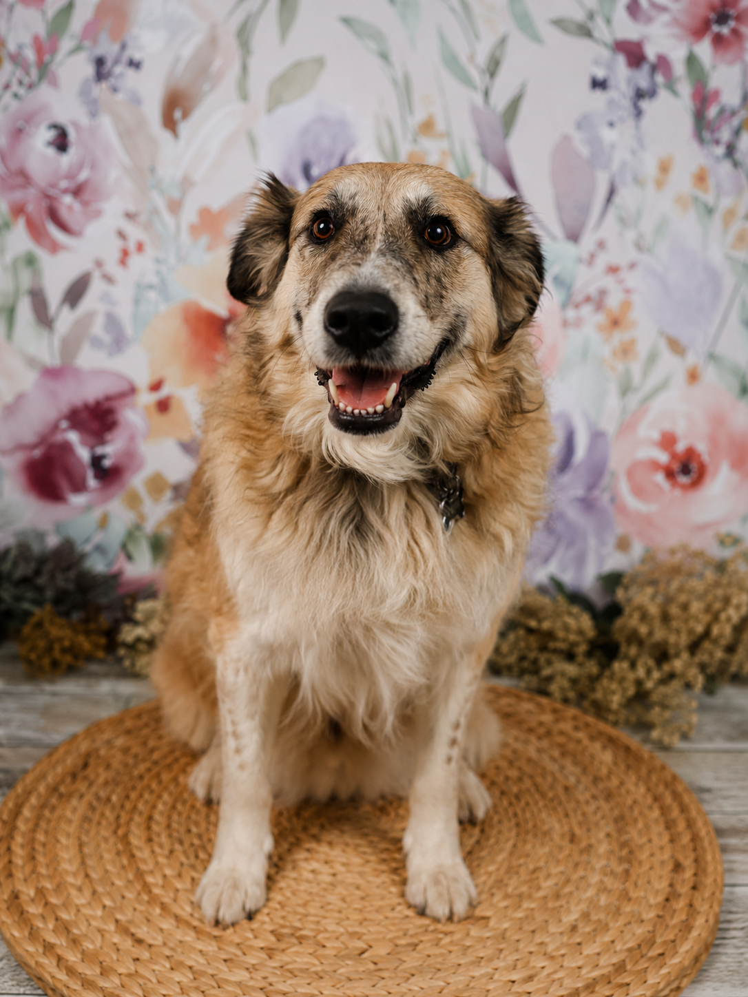 dog sitting on basket.png
