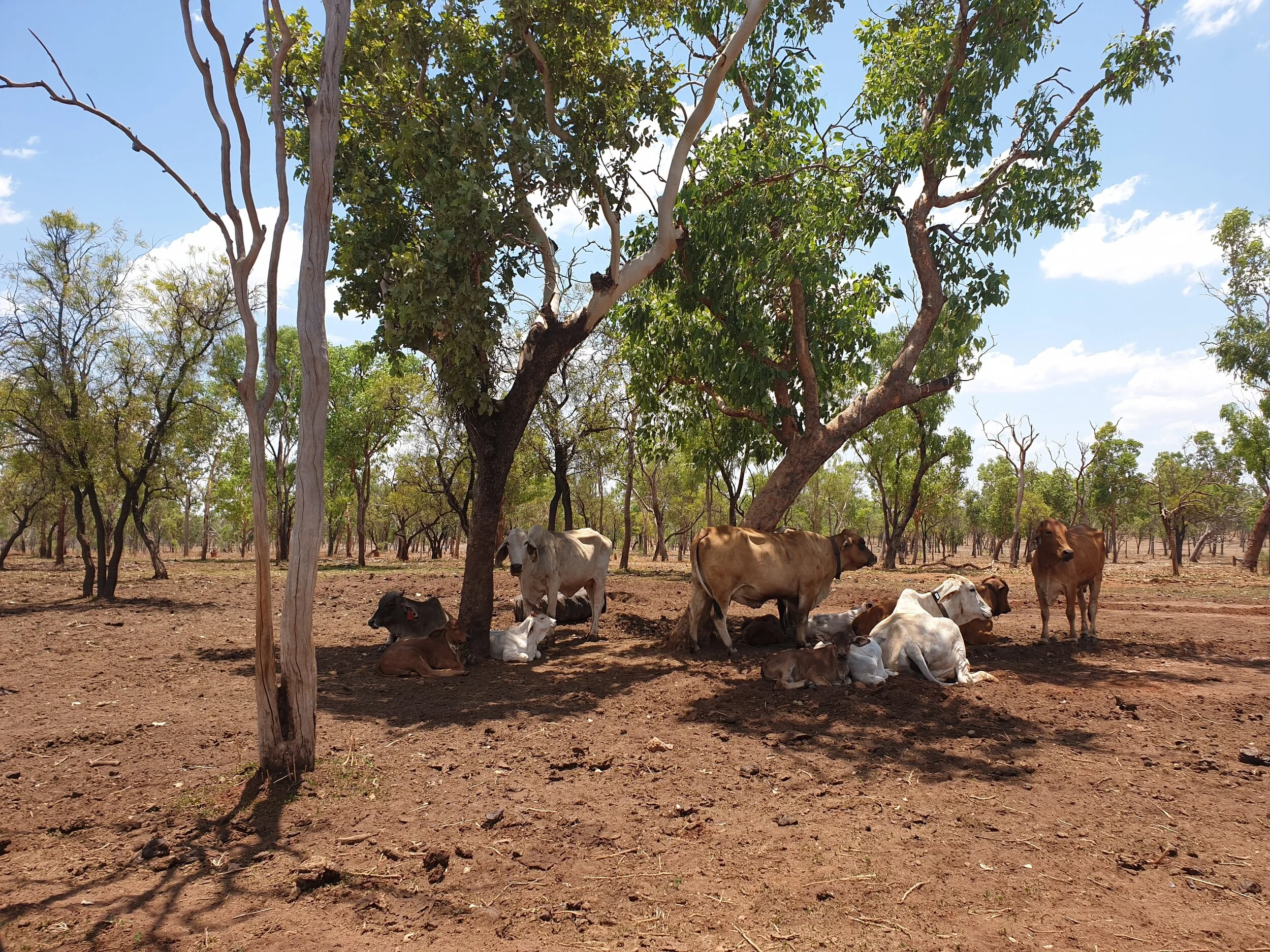 Paddock Sapi Smart Paddock