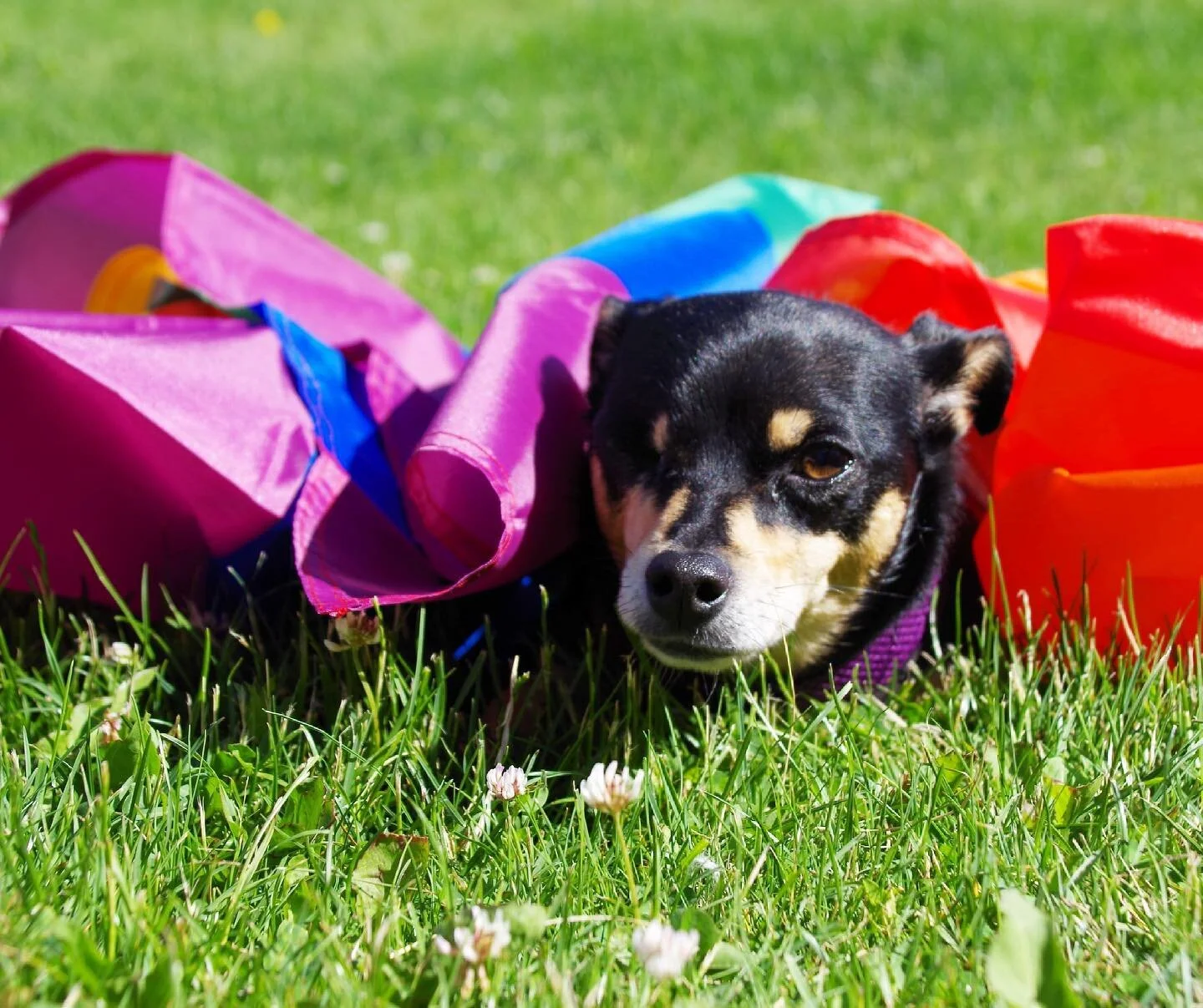 🏳️&zwj;🌈Happy Pride!🏳️&zwj;🌈 Are you looking to support/ get involved in your local community this pride month? 

Join the Sarnia Pride and Transgender Association (SPATA) at @refinedfool on Davis Street on June 23rd for a Charity takeover. 15% o