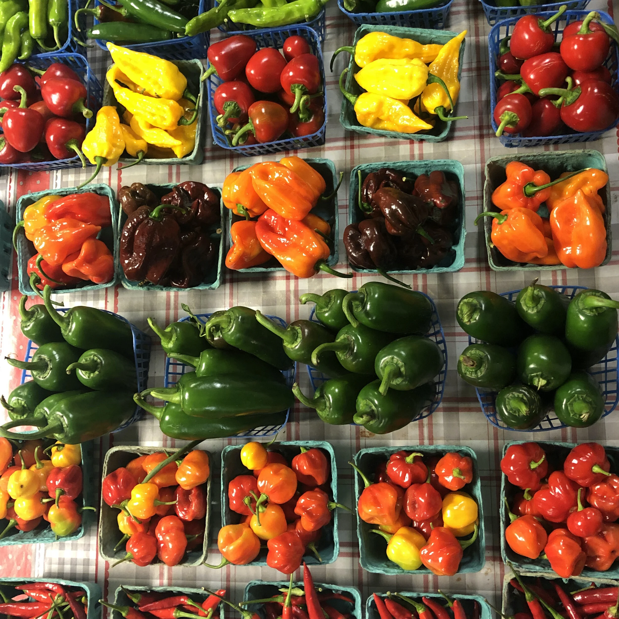 SEPTEMBER 2021: MODERN RENAISSANCE