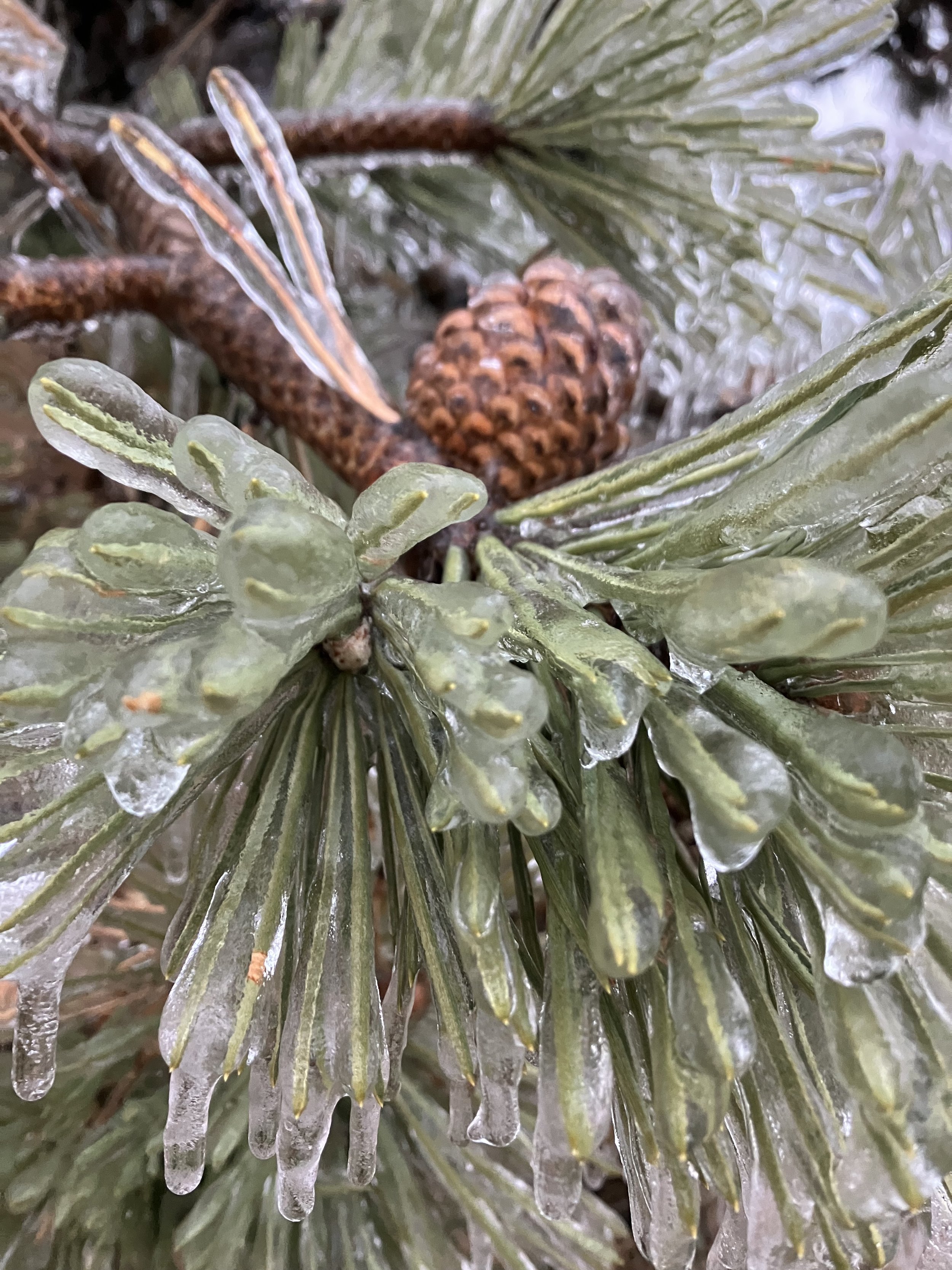 FEBRUARY 2023: BY CANDLELIGHT