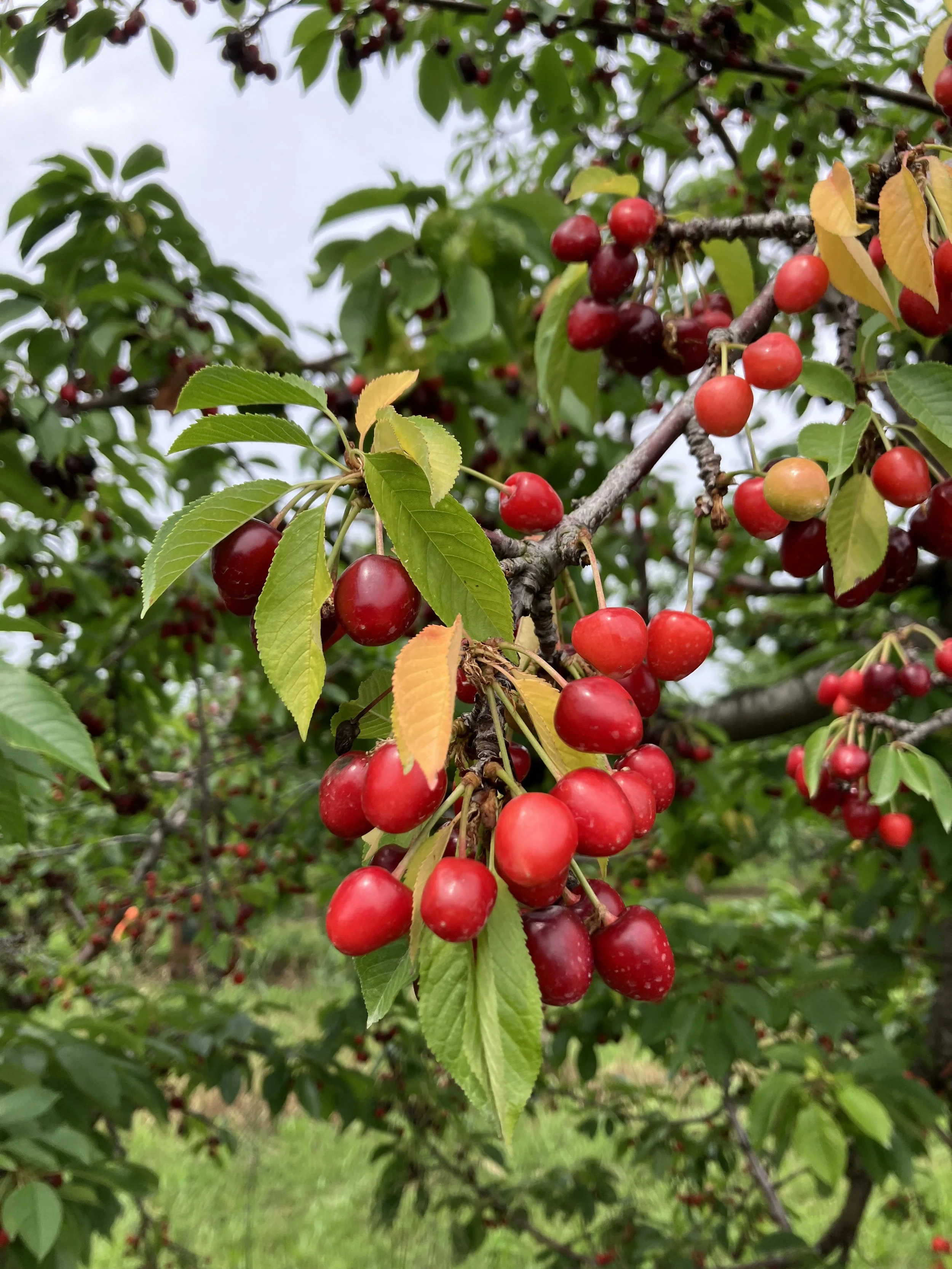 JULY 2023: MANGO SMOOTHIES