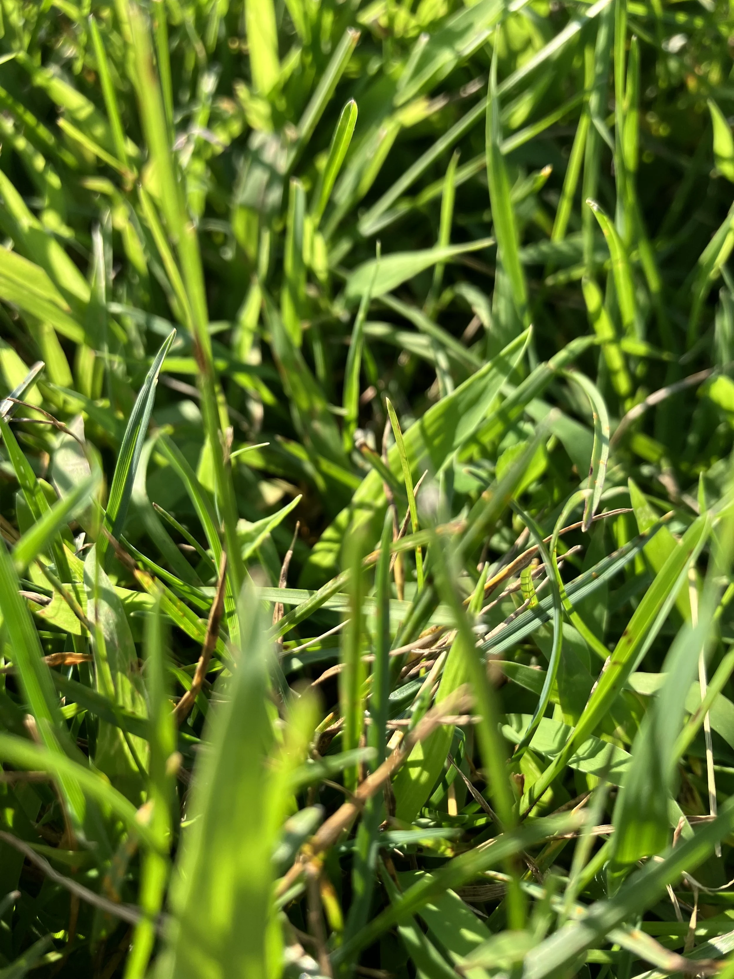 AUGUST 2023: LEMON DROP