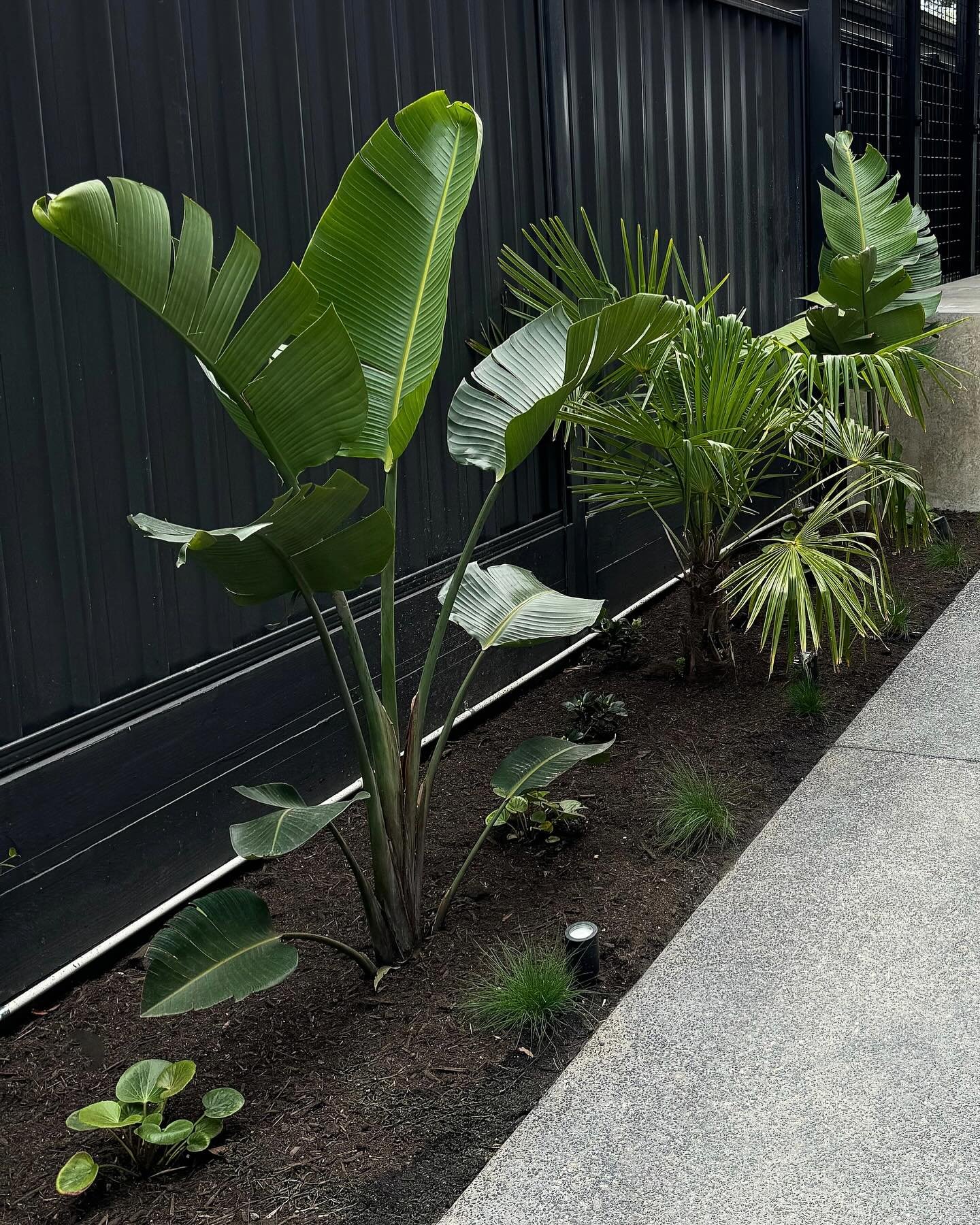Plant details from our Ashwood job 🌴🌿 

Strelitzia nicolai 〰️ bird of paradise
Trachycarpus fortunei 〰️ windmill palm
Ligularia reniformis 〰️ tractor seat
Festuca glauca 〰️ blue fescue