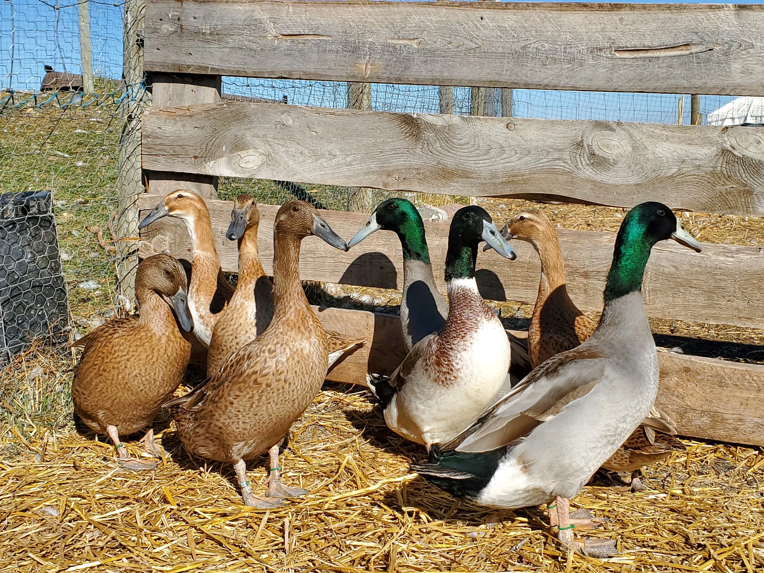 Dusky Feathers Waterfowl Dutch Hookbill Ducks