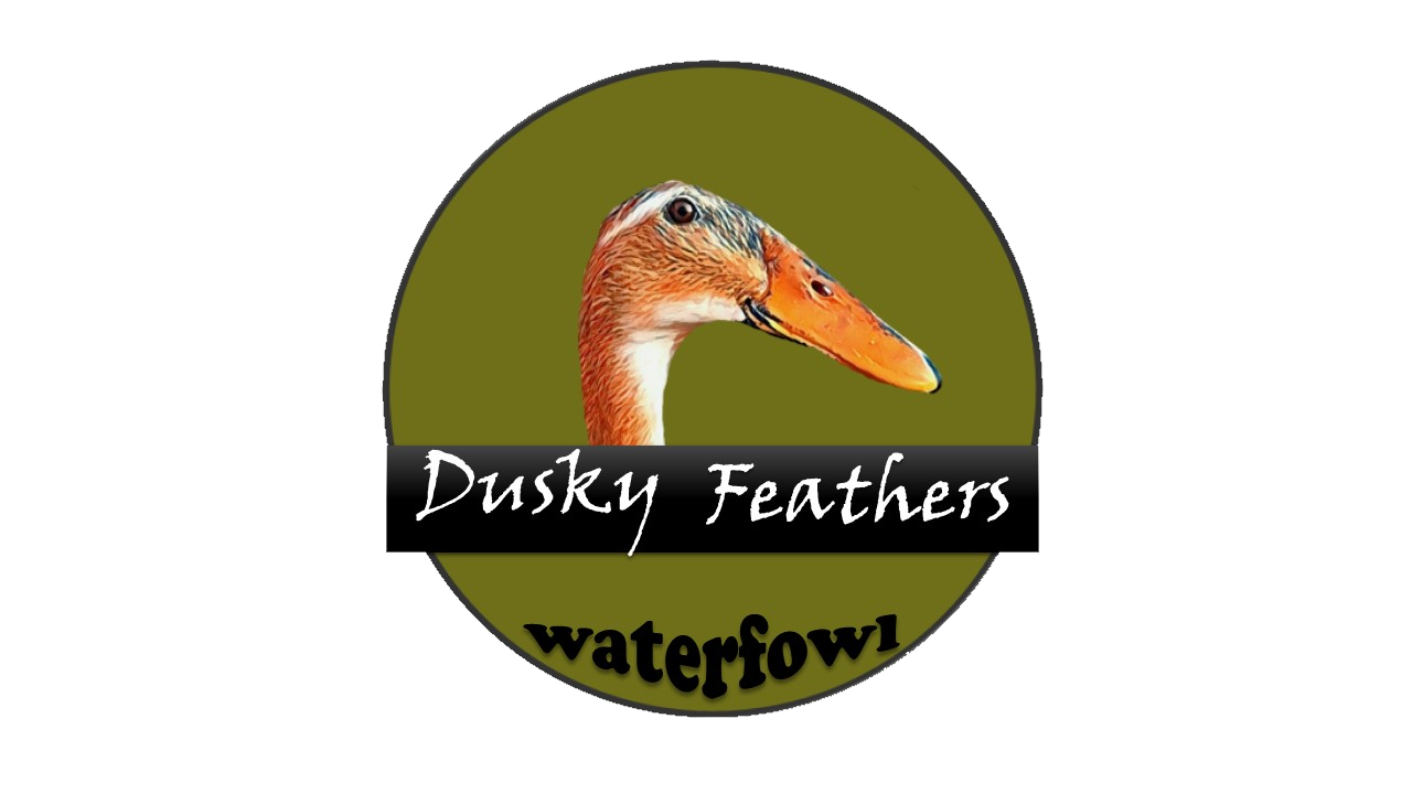 Dusky Feathers Waterfowl