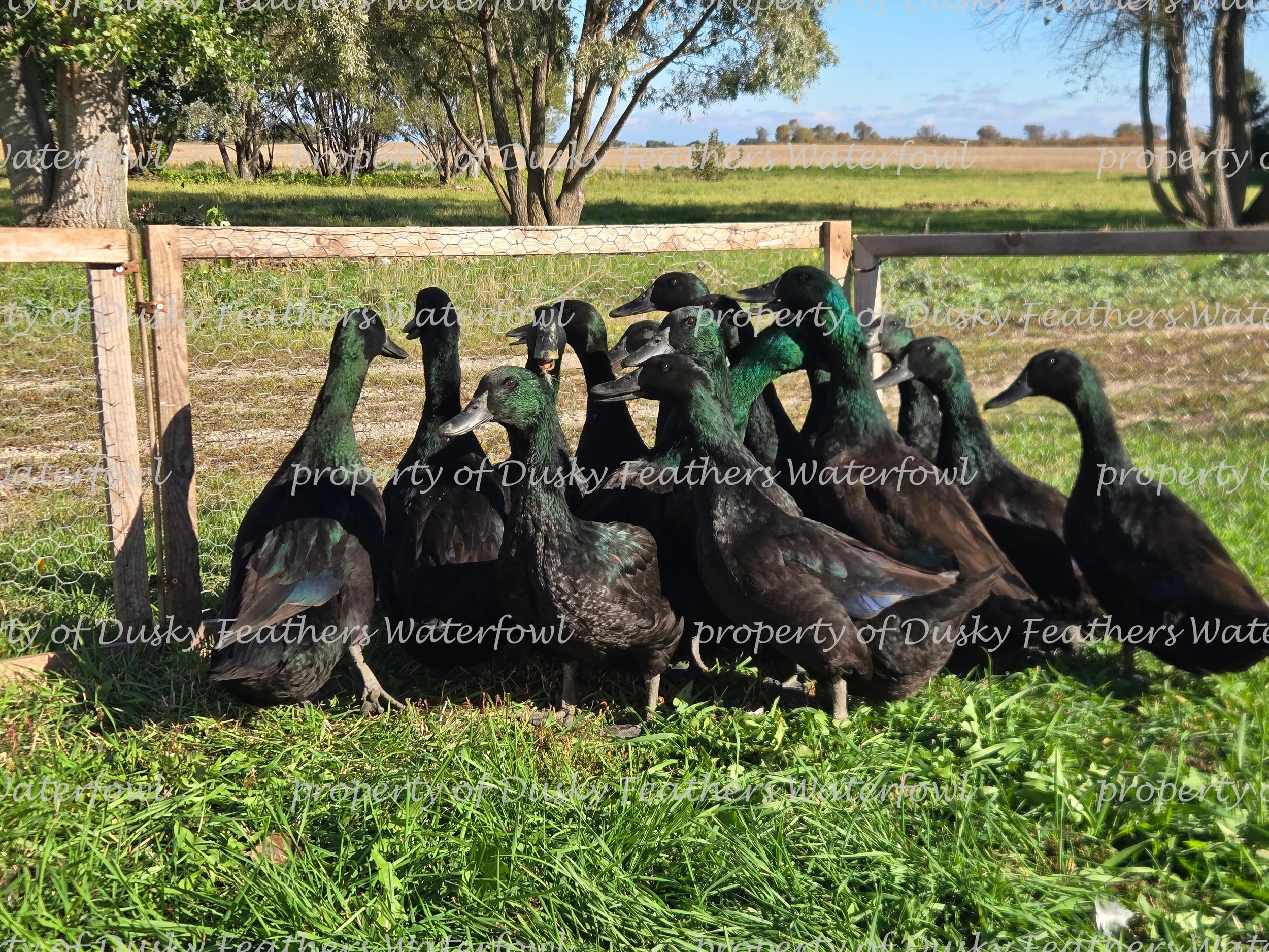 2026 watermark12 (1).jpg (Copy)
