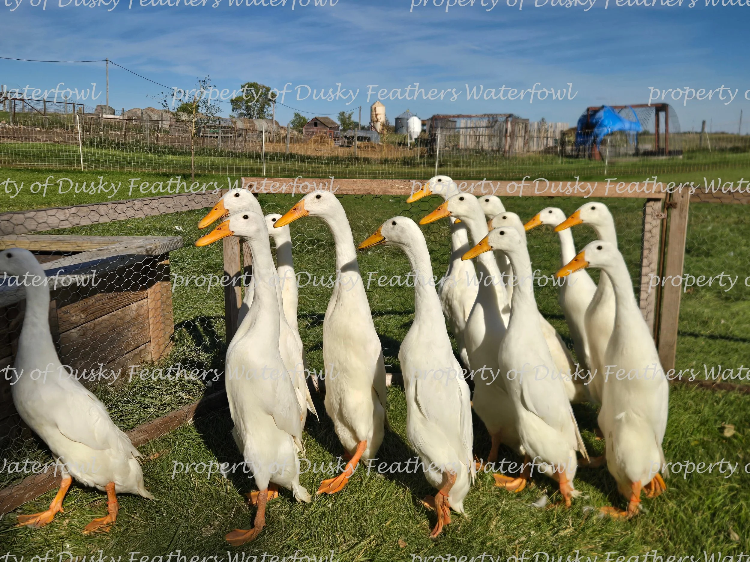 White Runner Duck Hatching Eggs- March 1st