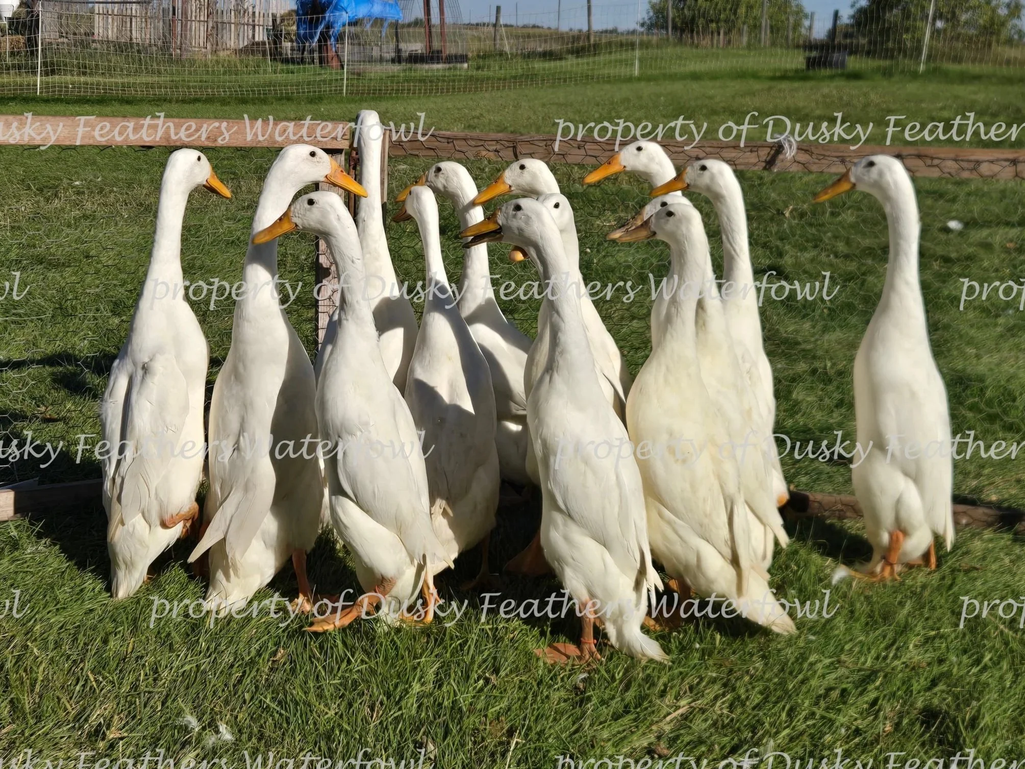 White Runner Duck Hatching Eggs- March 15th