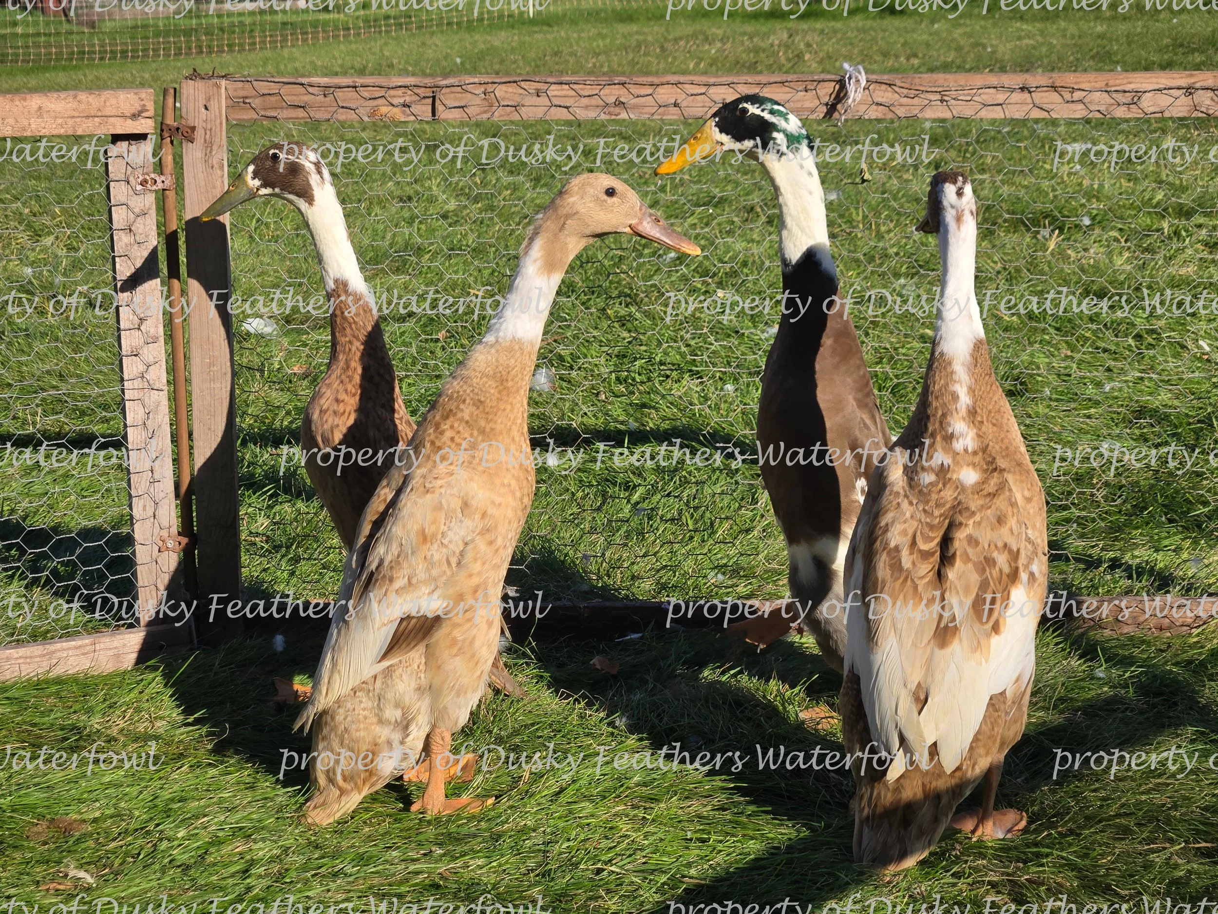 2026 watermark127.jpg