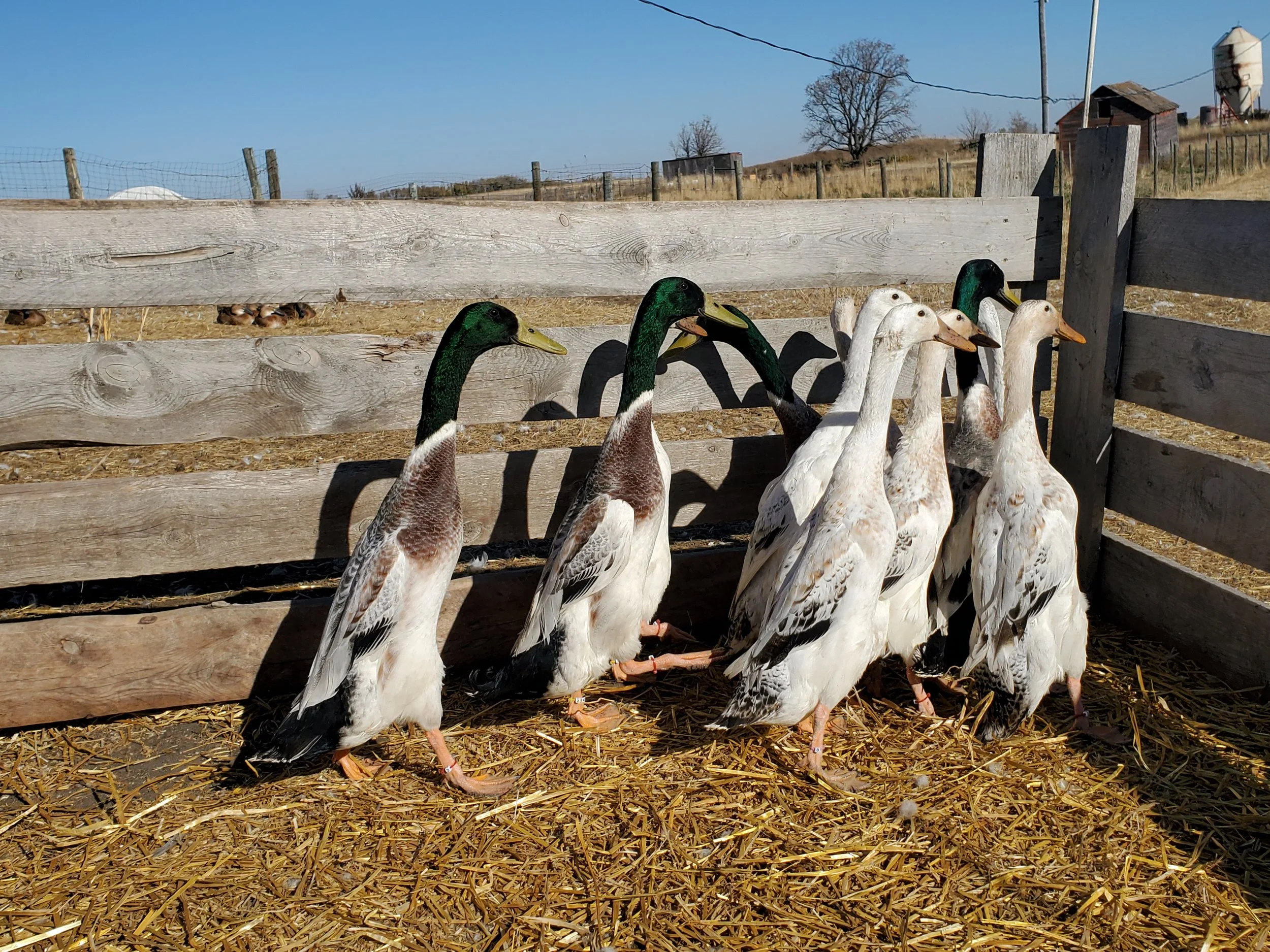 Dusky Feathers Waterfowl Snowy Indian Runner Ducks