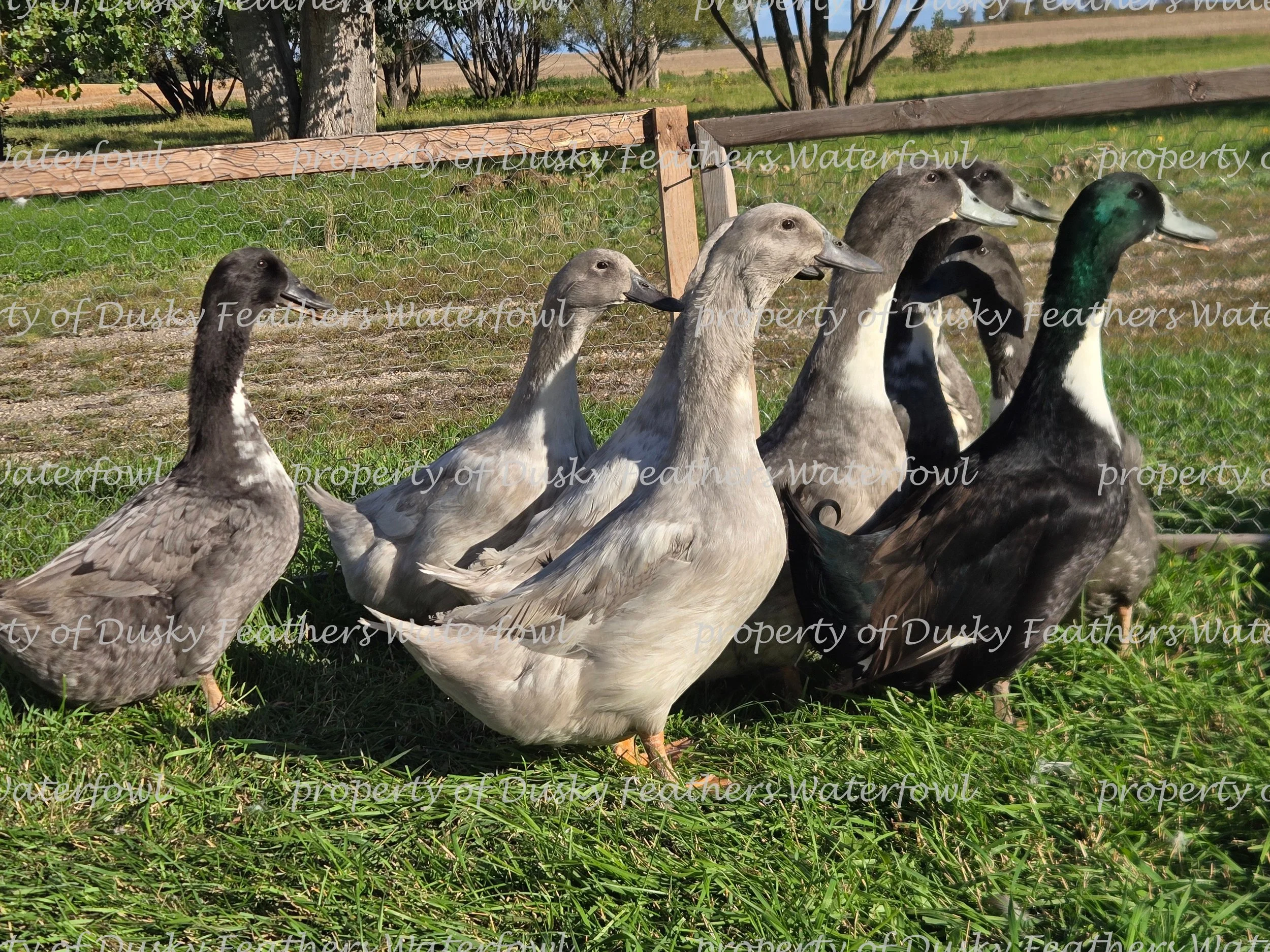 Swedish Duck Hatching Eggs- March 15th