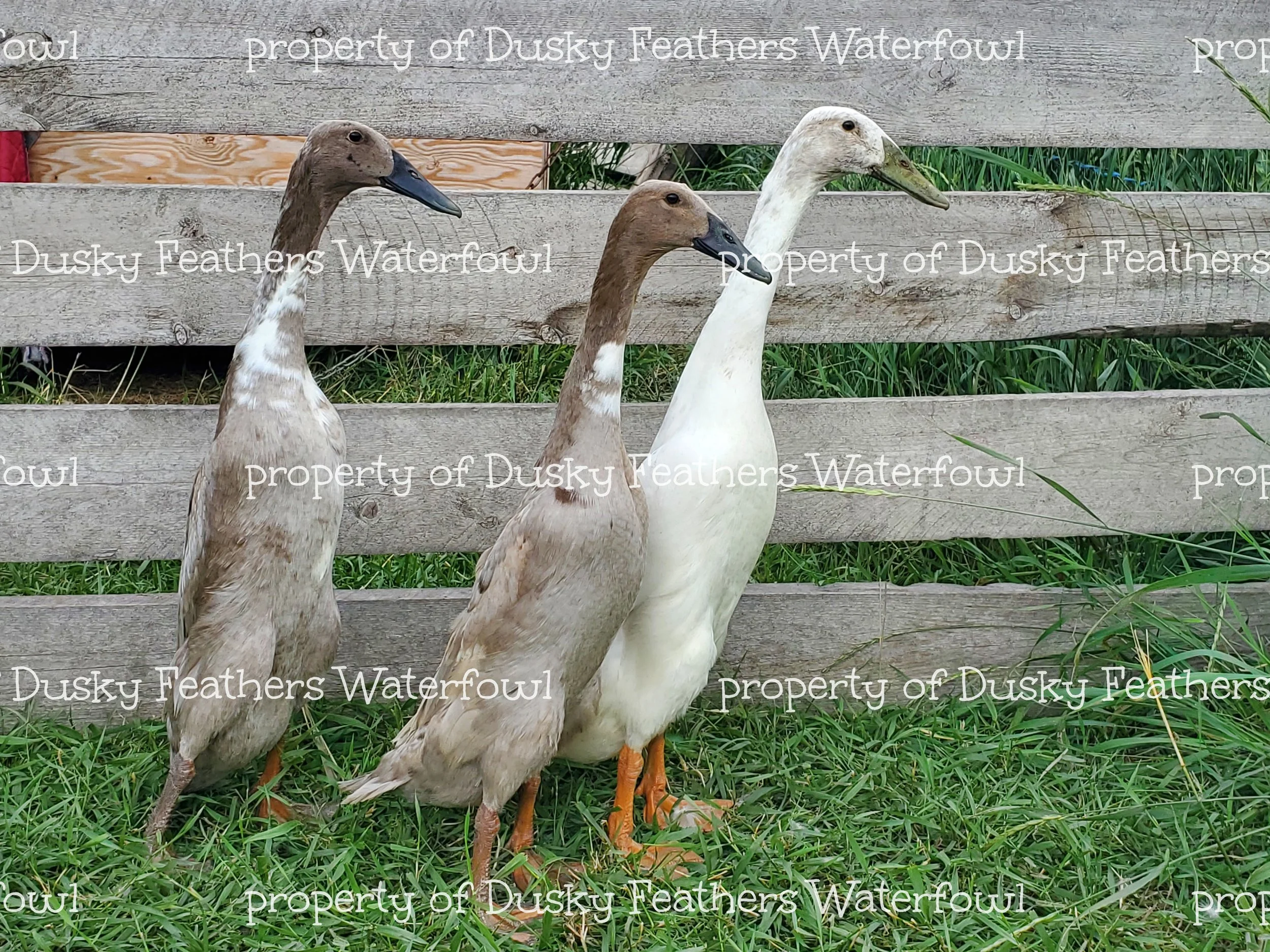 Lavender Runner Duck Hatching Eggs