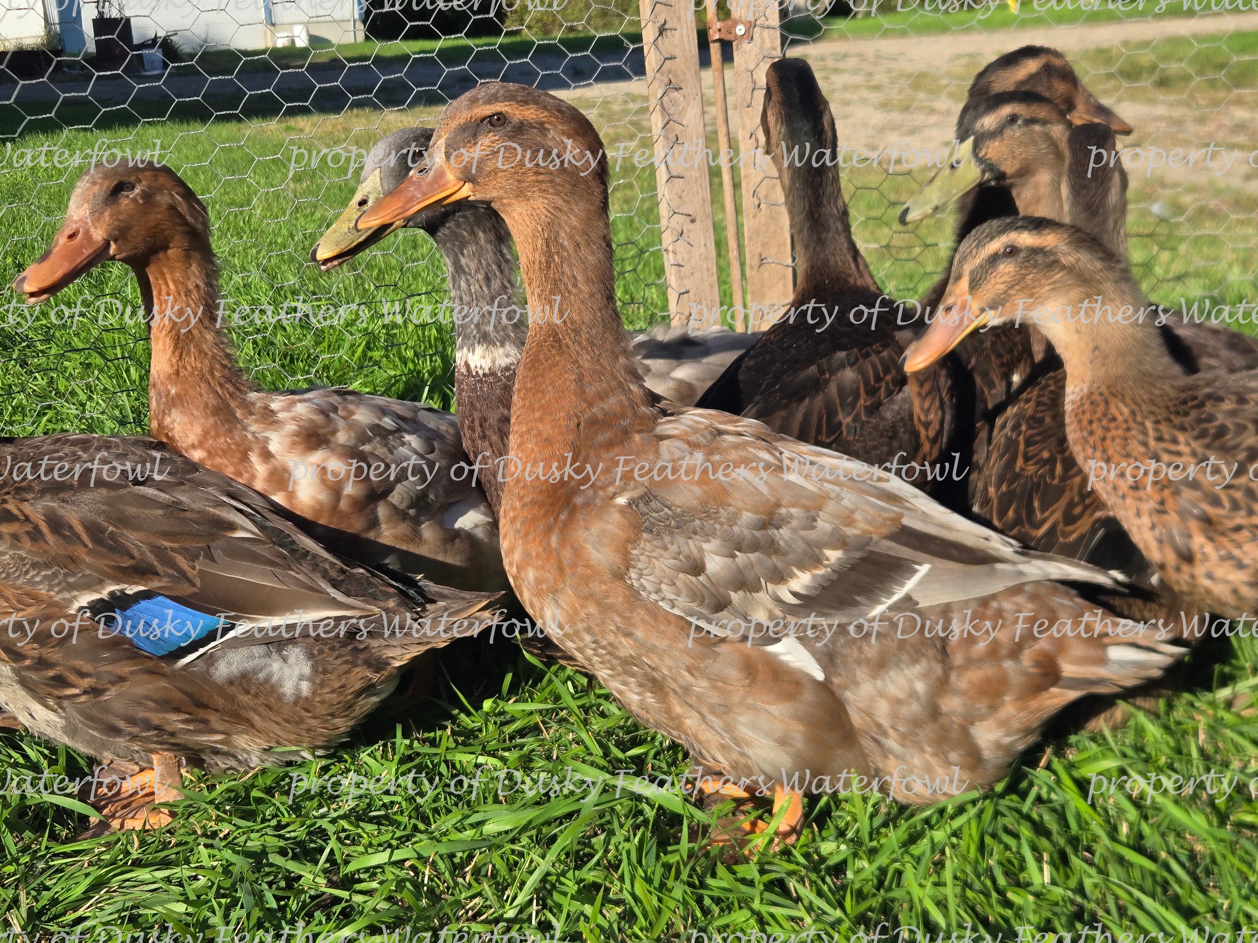 Exhibition Rouen Duck Hatching Eggs- March 15th