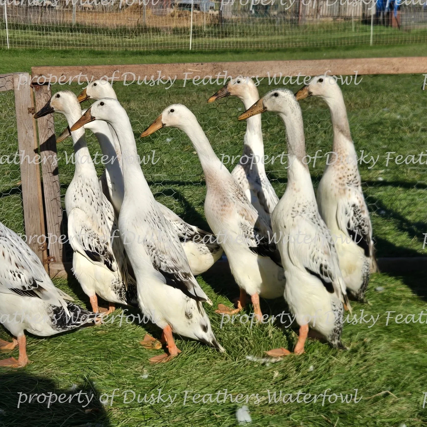 Snowy Runner Duck Hatching Eggs- March 8th
