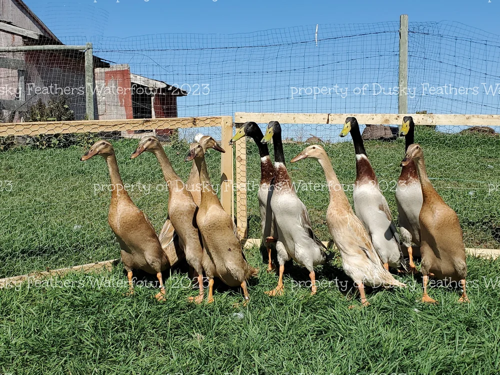 Dusky Feathers Waterfowl Apricot Trout Indian Runner Duck (project group)