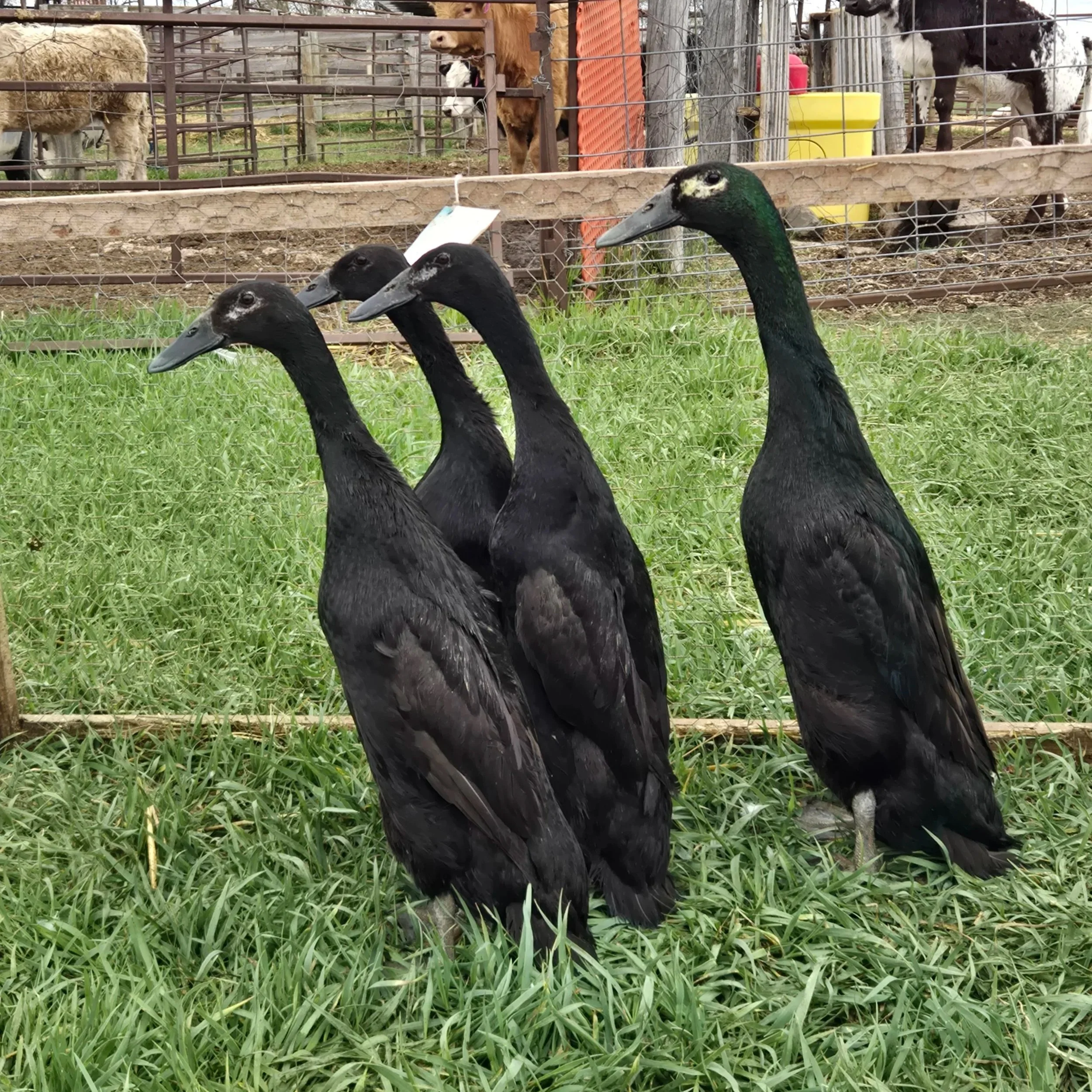 Black Runner Duck Hatching Eggs