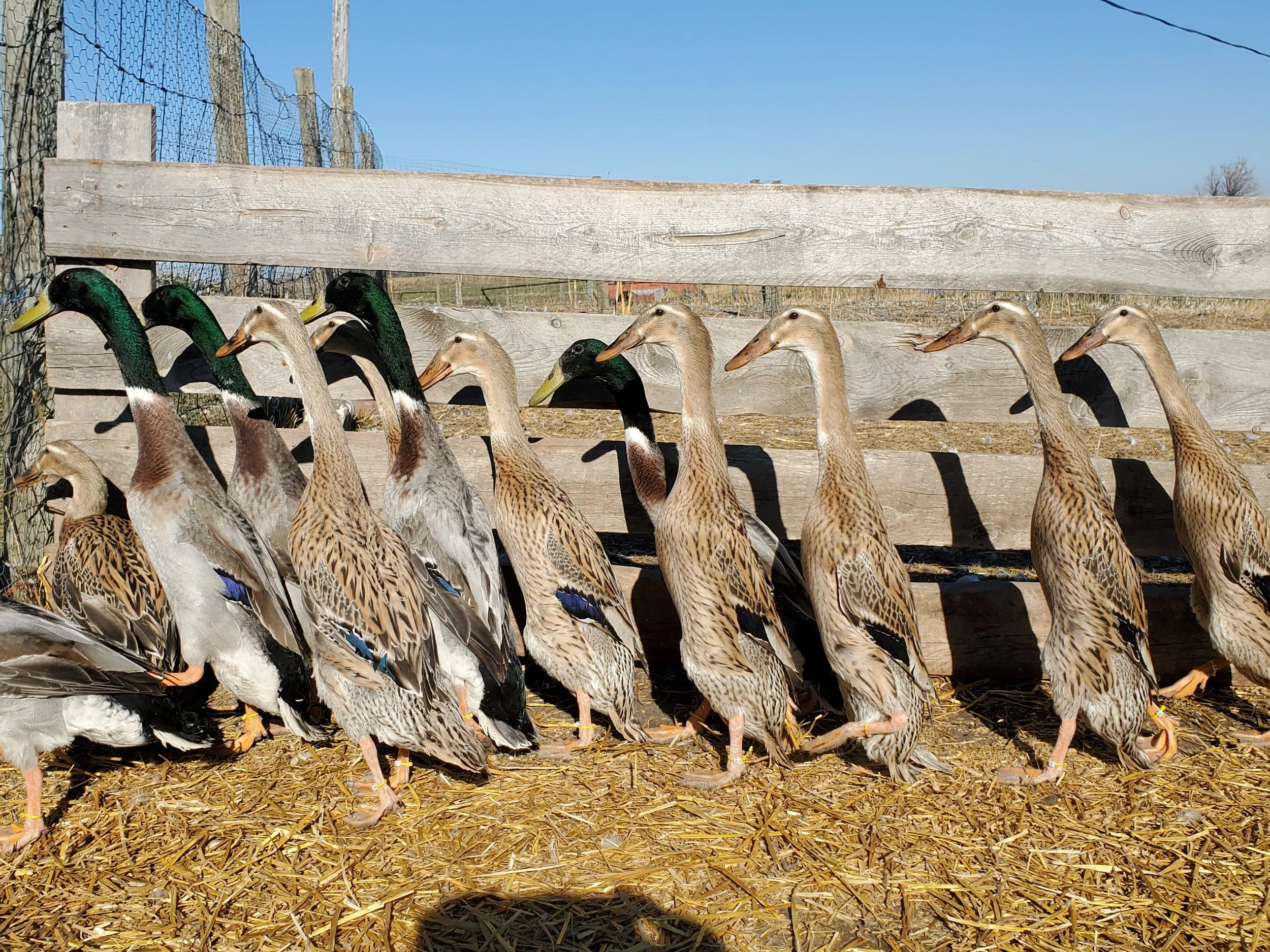 Dusky Feathers Waterfowl Trout Indian Runner Duck
