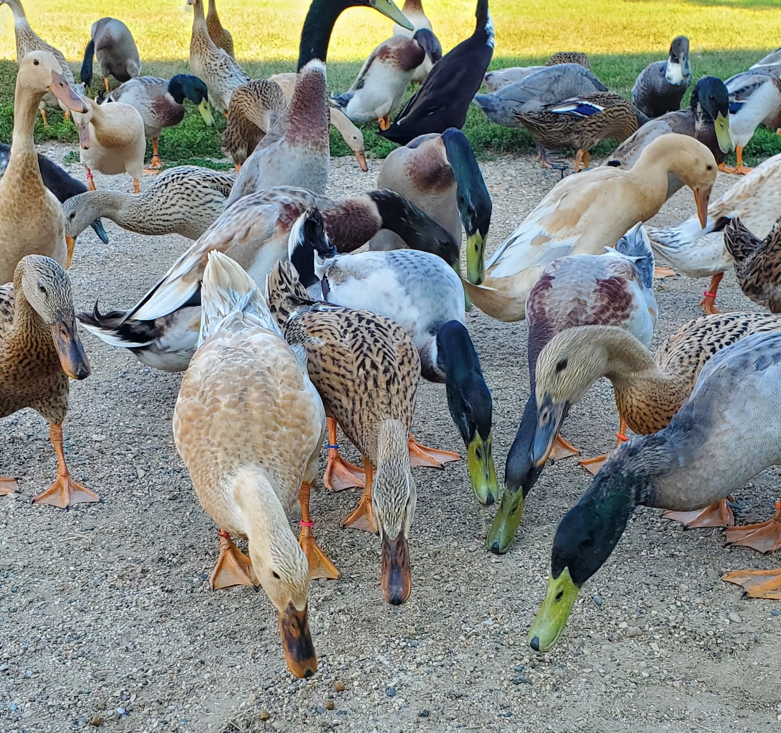 Any Duck Hatching Egg Surprise Pack