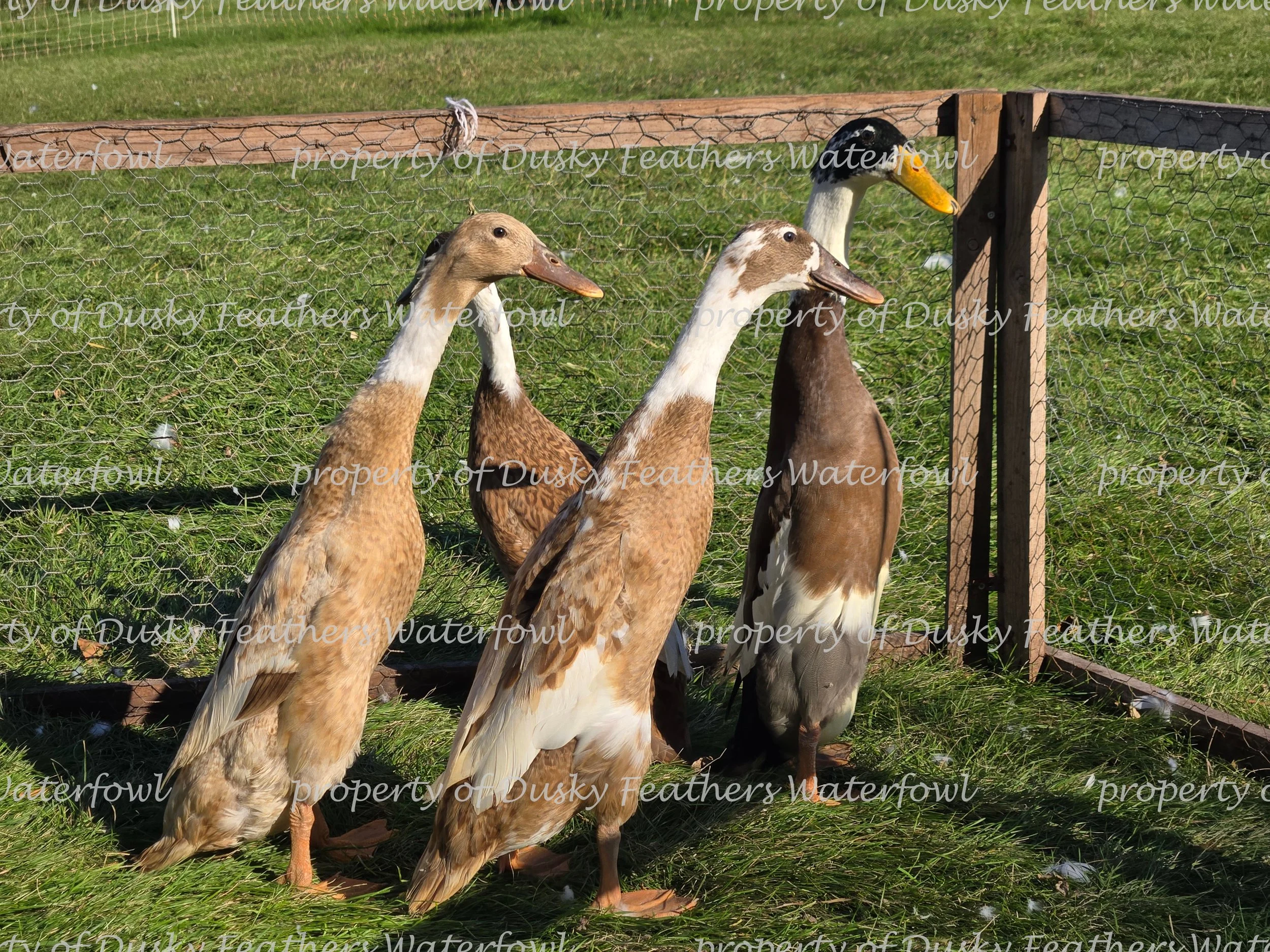 Pied Runner Duck Hatching Eggs- March 15th