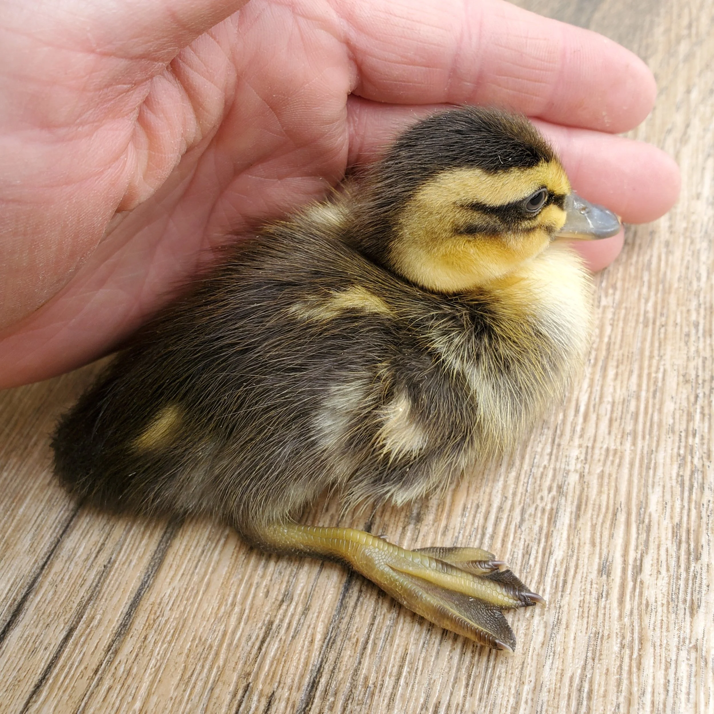 Dusky Feathers Waterfowl Apricot Trout Indian Runner Duck (project group)