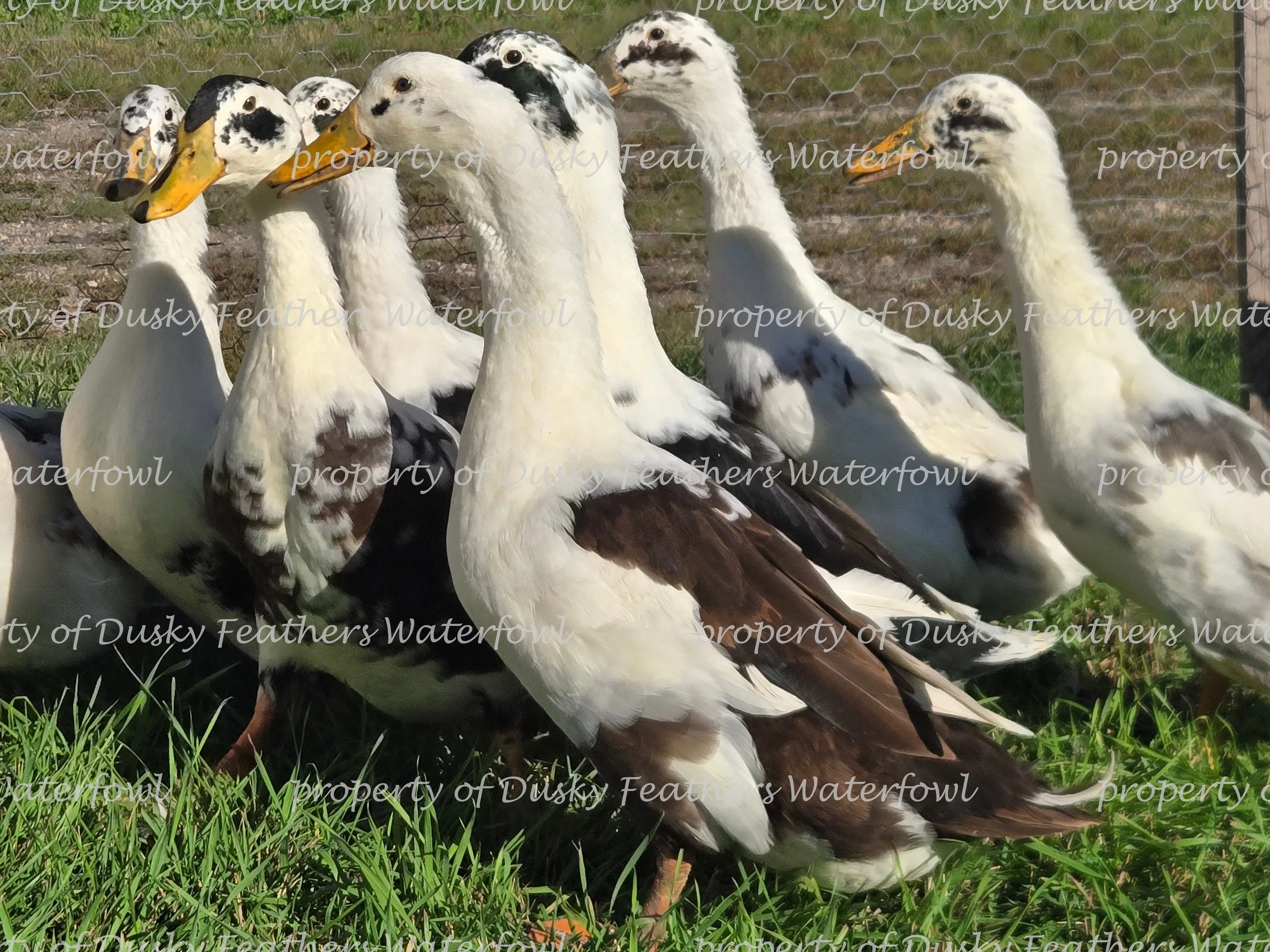 2026 watermark32.jpg (Copy)