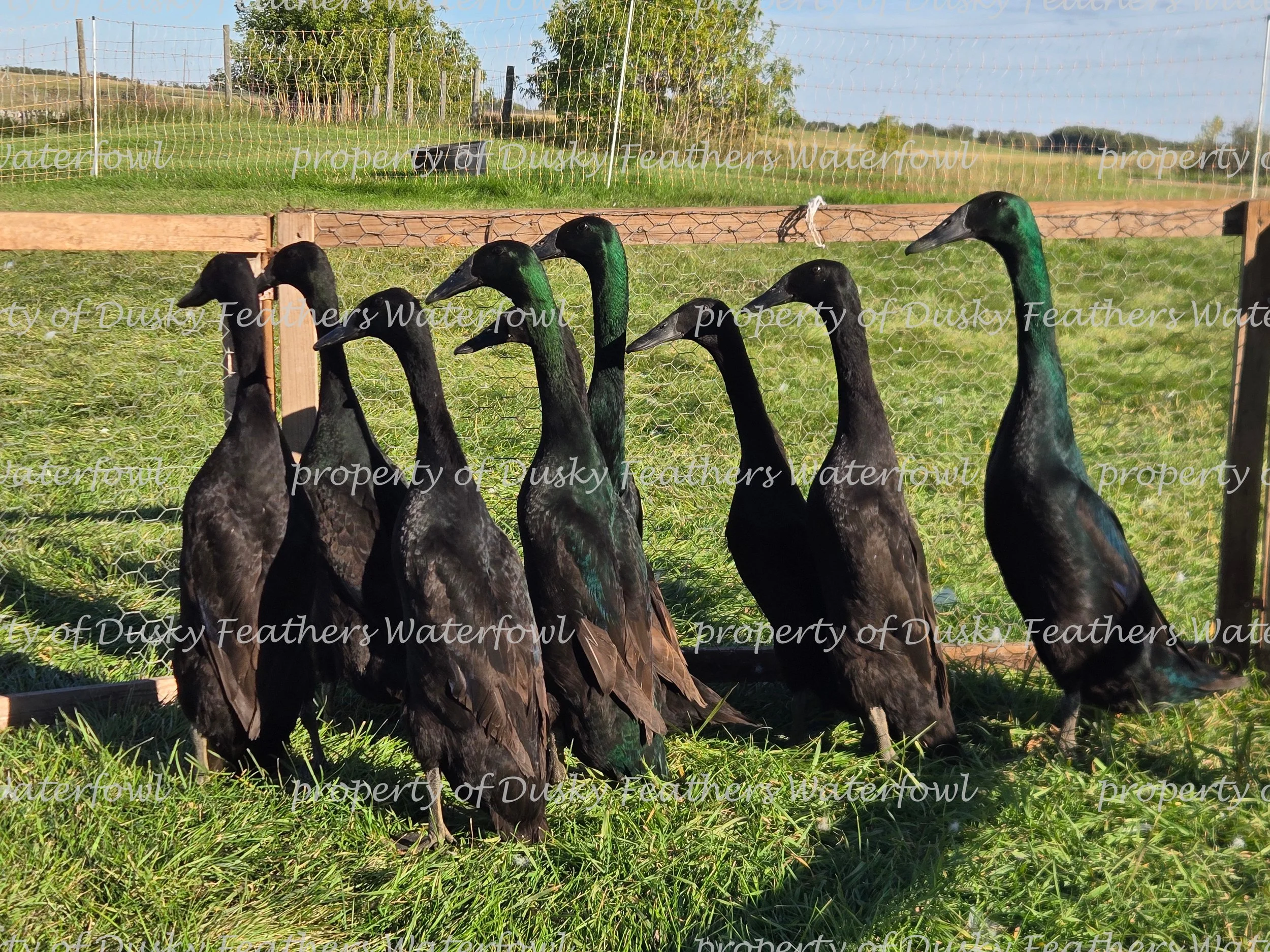 Black Runner Duck Hatching Eggs- March 1st