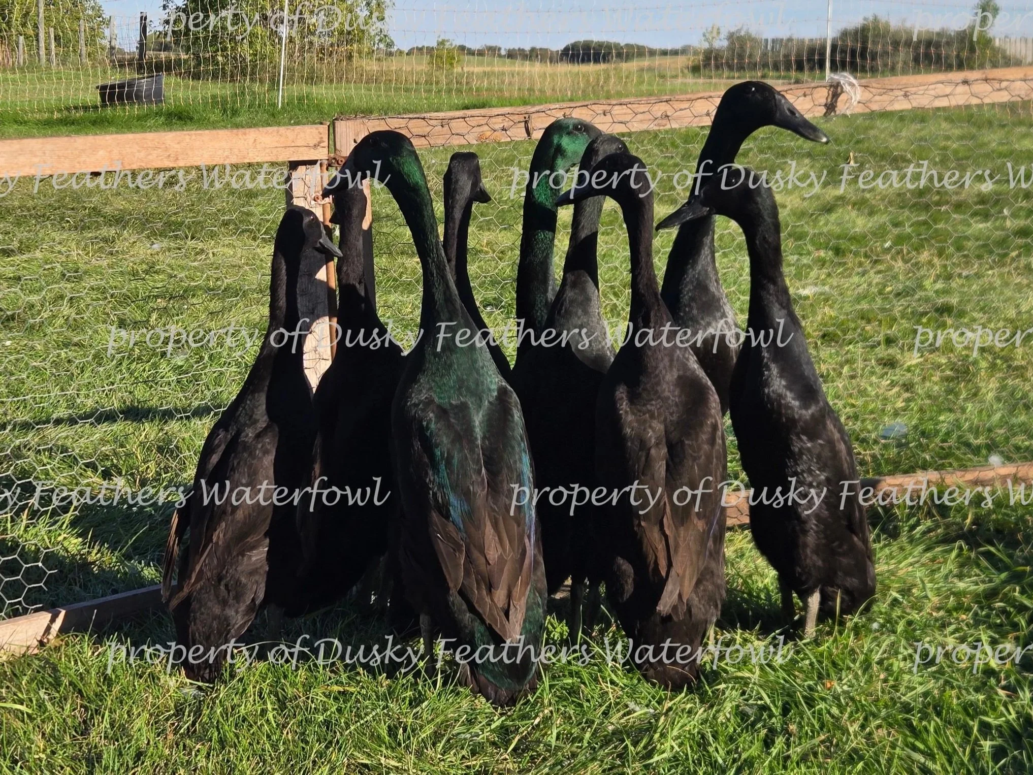 2026+watermark182.jpg (Copy)