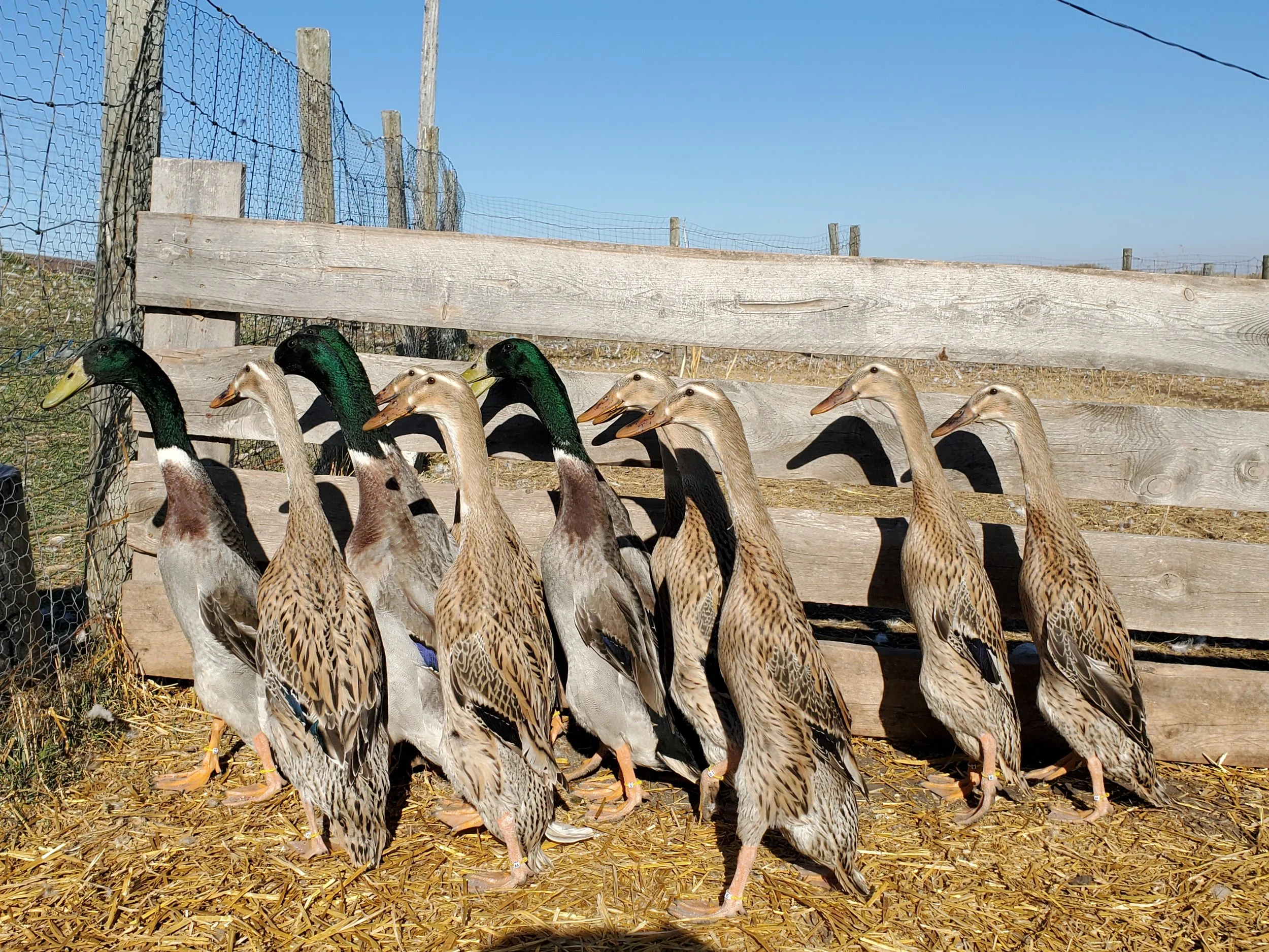 Dusky Feathers Waterfowl Trout Indian Runner Duck